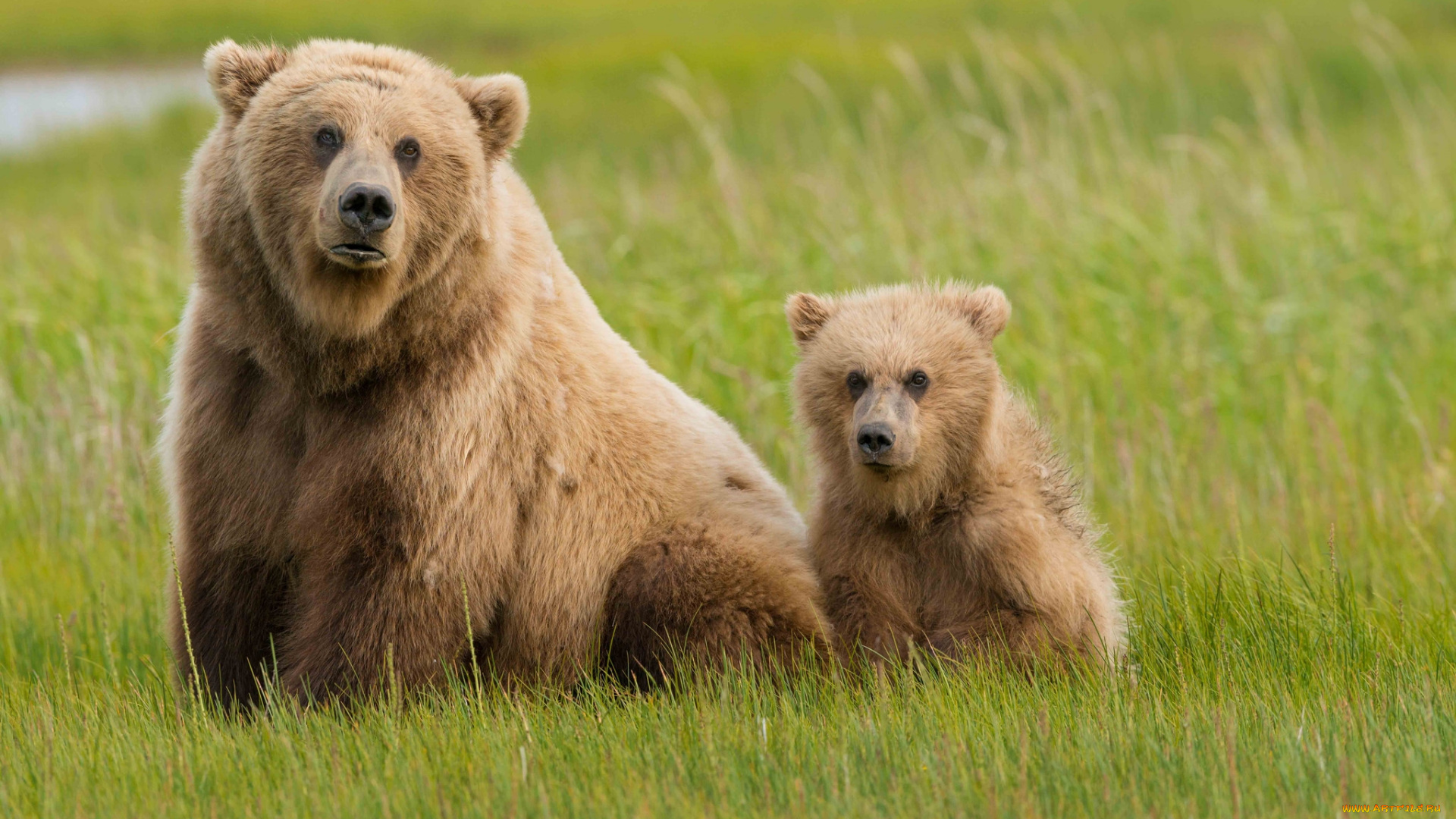 животные, медведи, мишка
