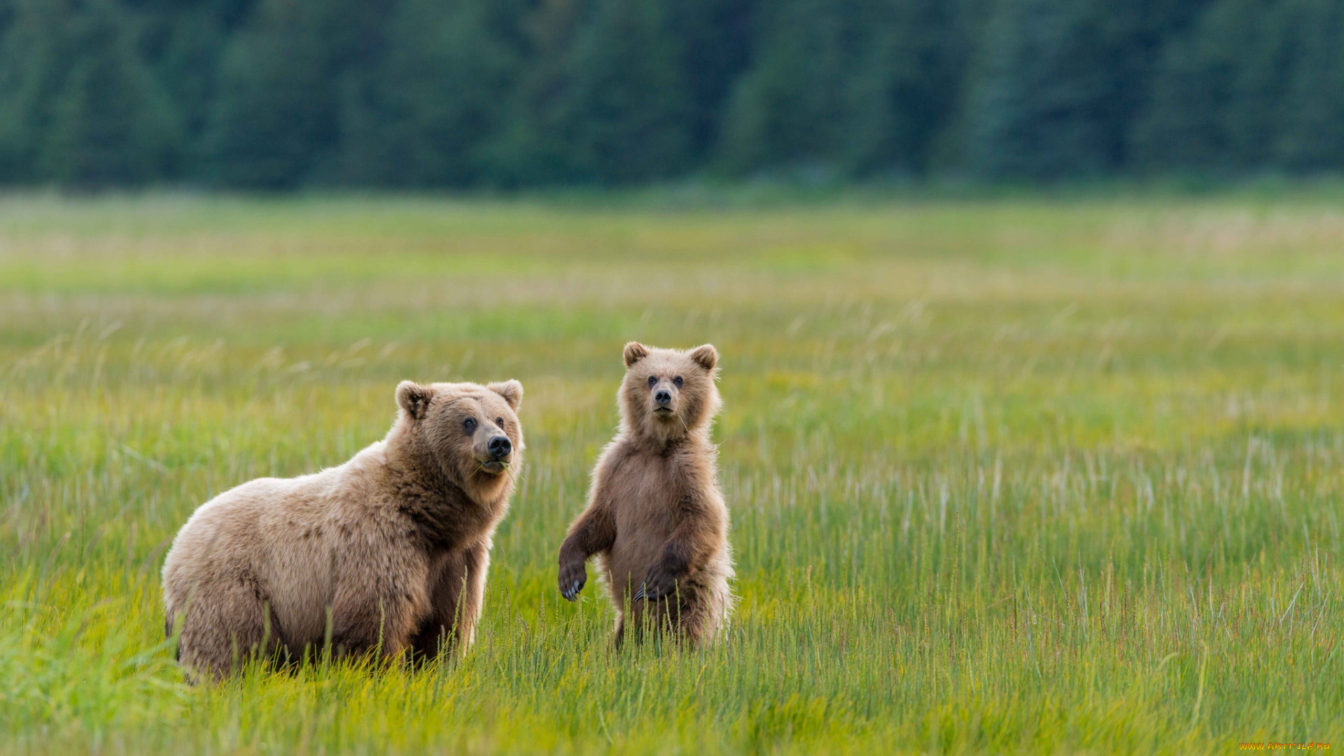 животные, медведи, мишка