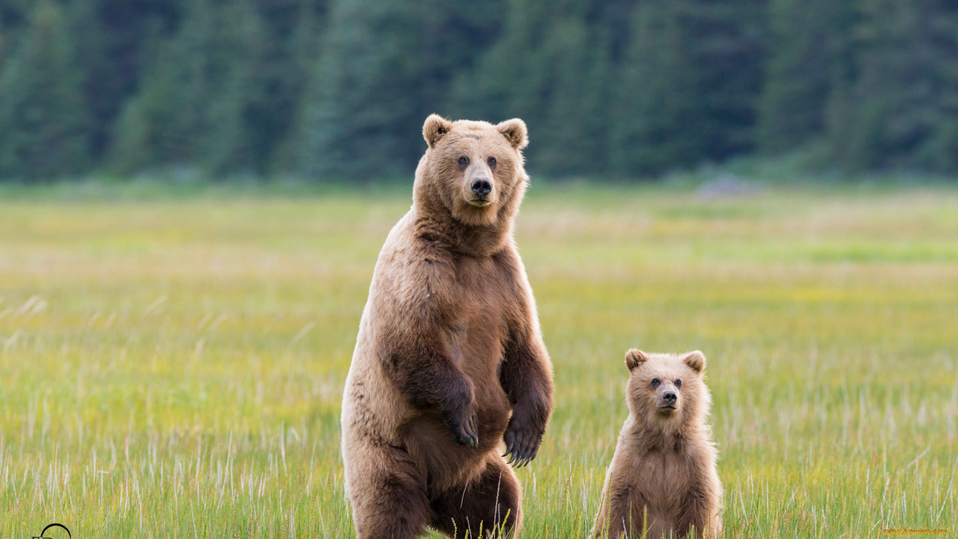 животные, медведи, мишка