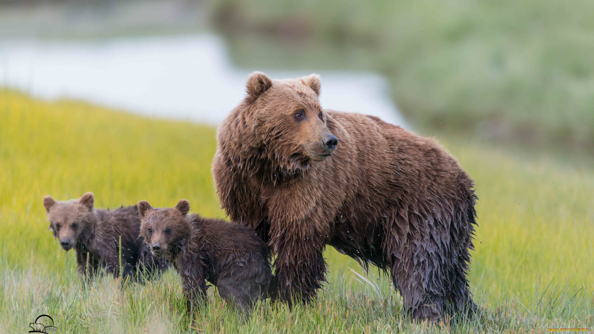 животные, медведи, семья