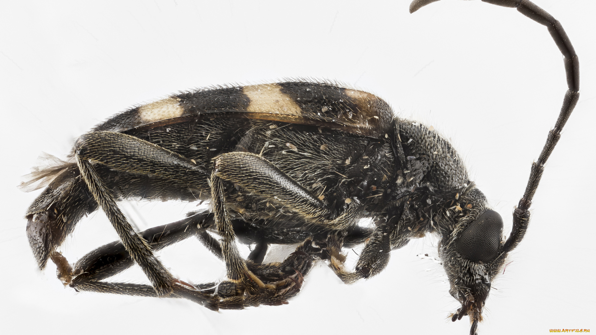 животные, насекомые, макросъемка, насекомое