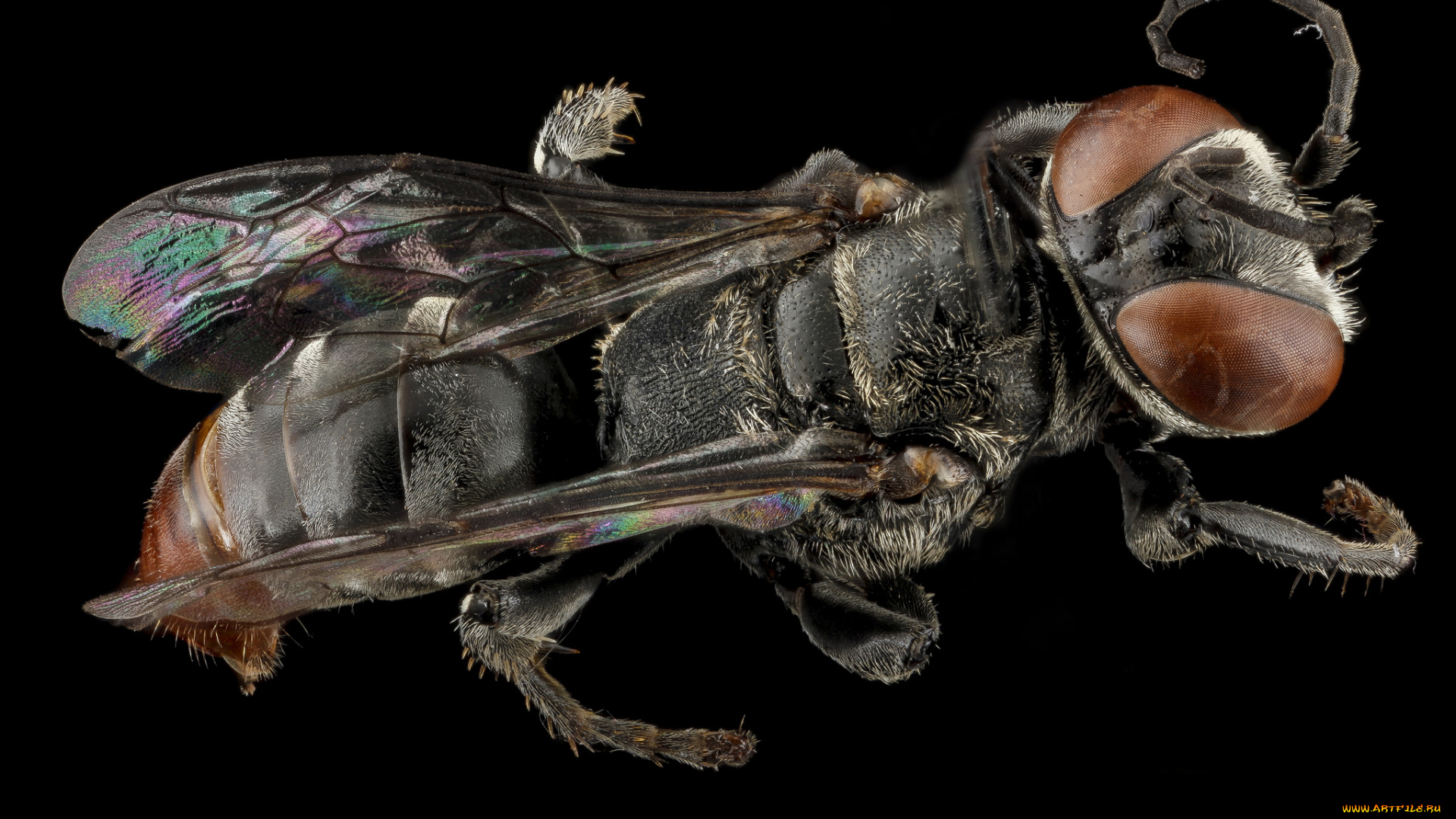 животные, насекомые, макросъемка, насекомое