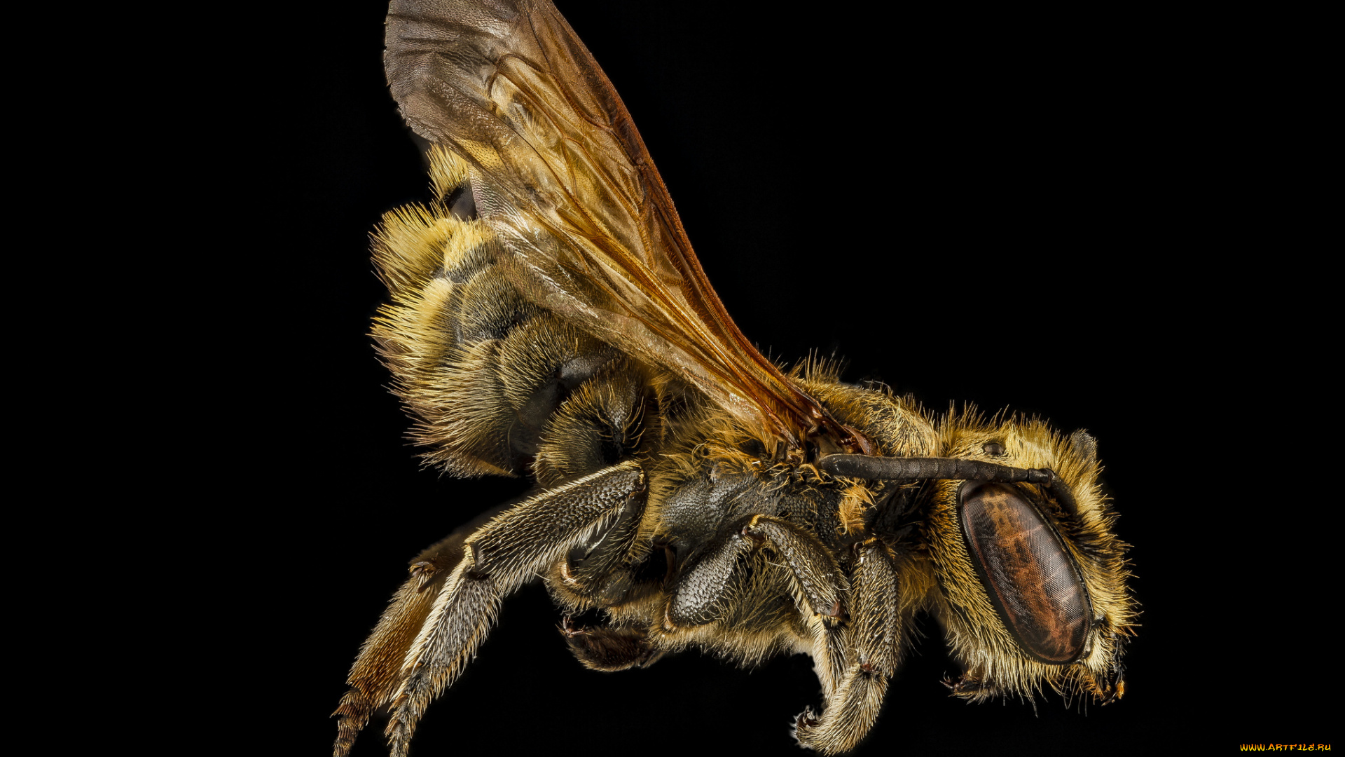 животные, нектарницы, насекомое, макросъемка