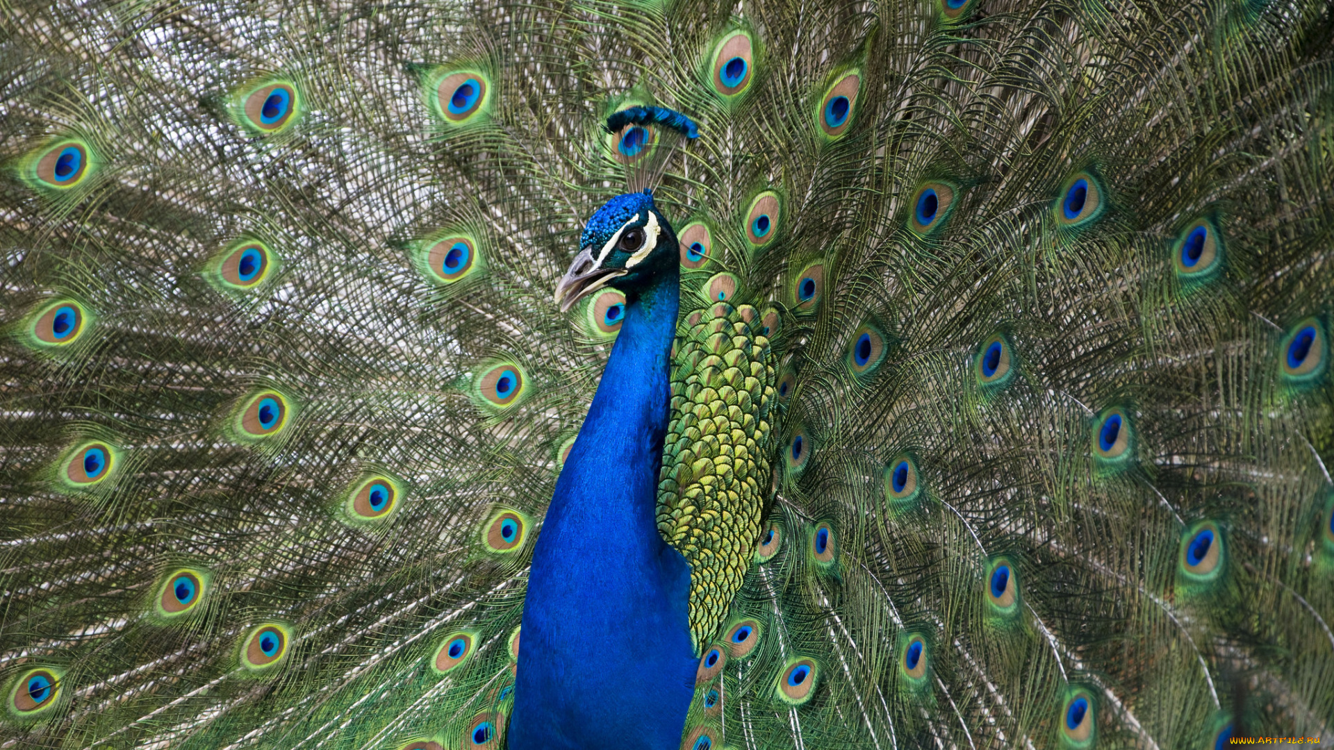 животные, павлины, павлин, окрас, цвета, перышки