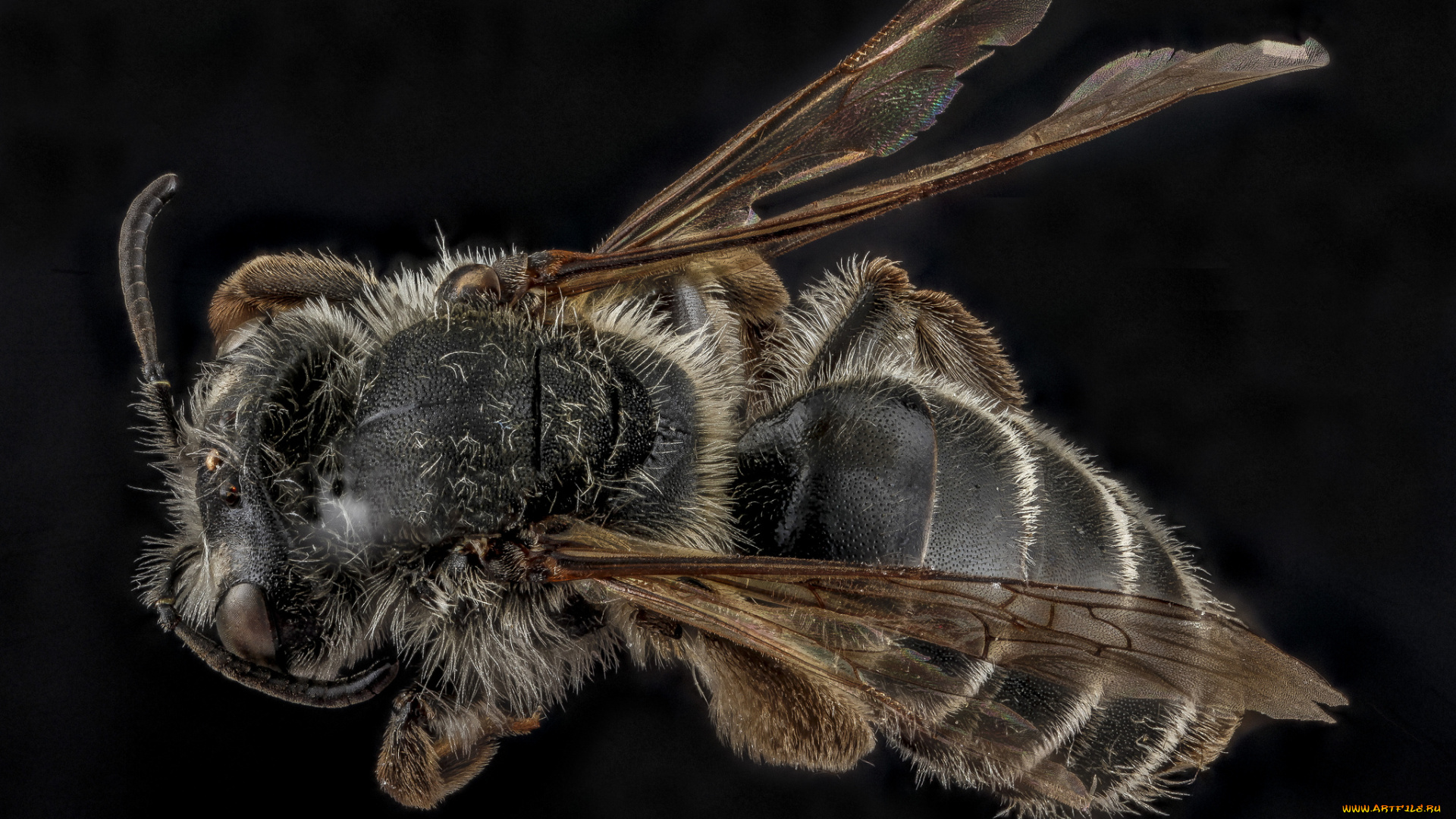 животные, пчелы, , осы, , шмели, макросъемка, насекомое