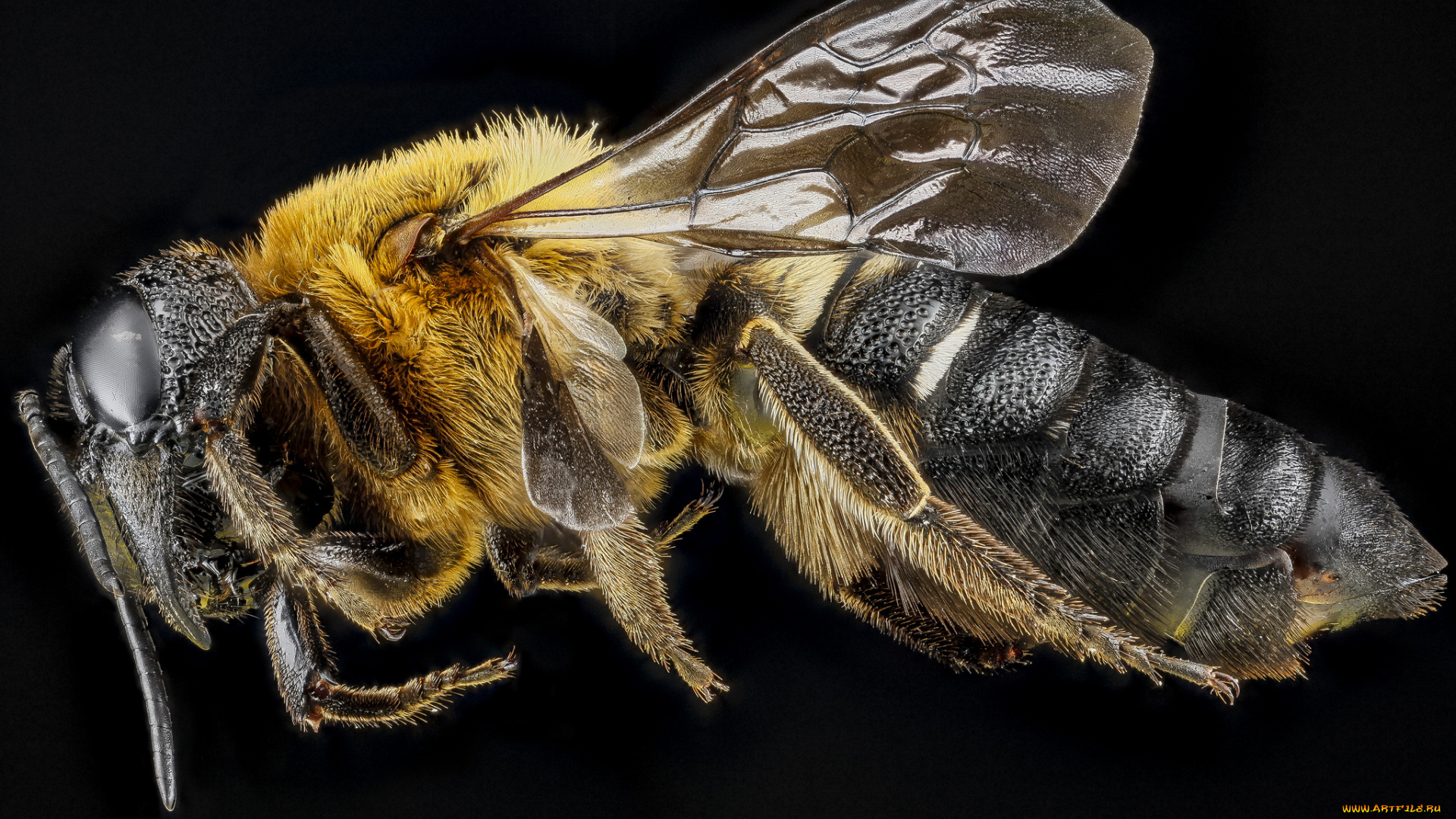 животные, пчелы, , осы, , шмели, макросъемка, насекомое