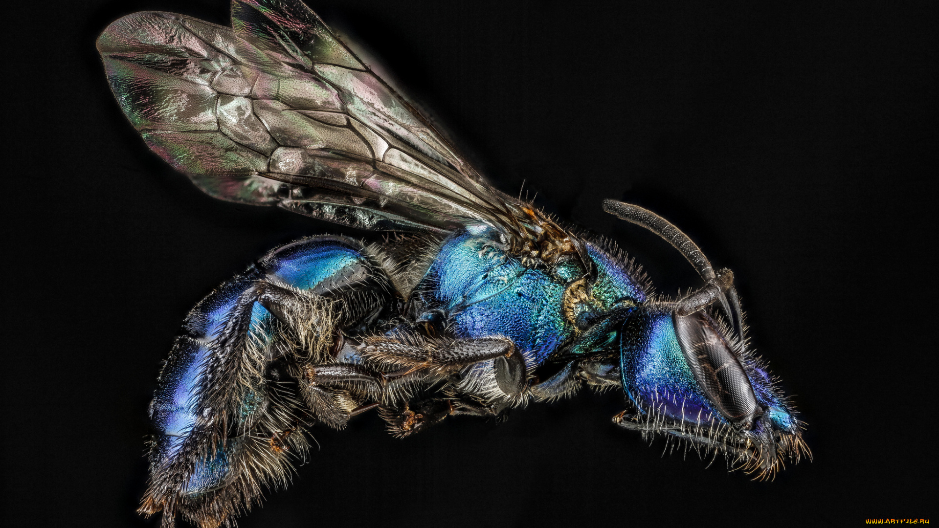 животные, пчелы, , осы, , шмели, макросъемка, насекомое