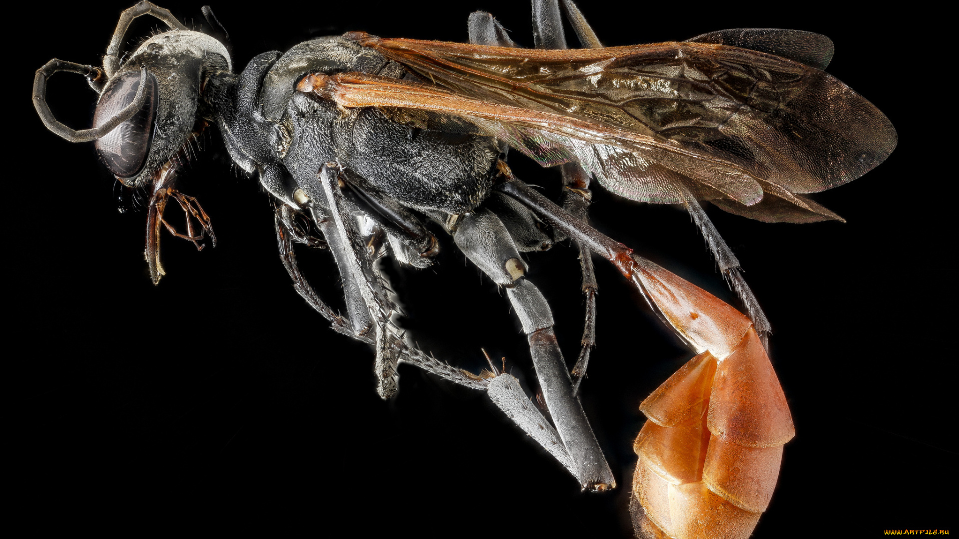 животные, пчелы, , осы, , шмели, макросъемка, насекомое