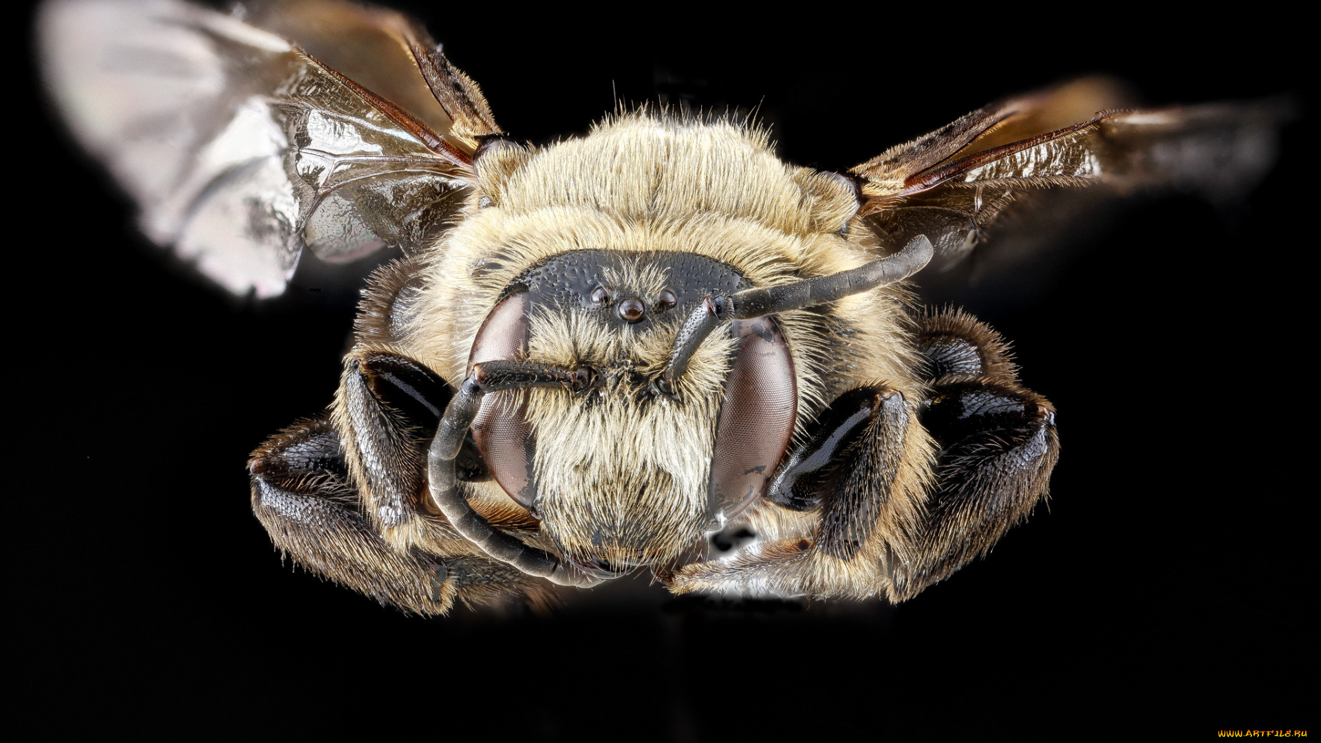 животные, пчелы, , осы, , шмели, макросъемка, насекомое