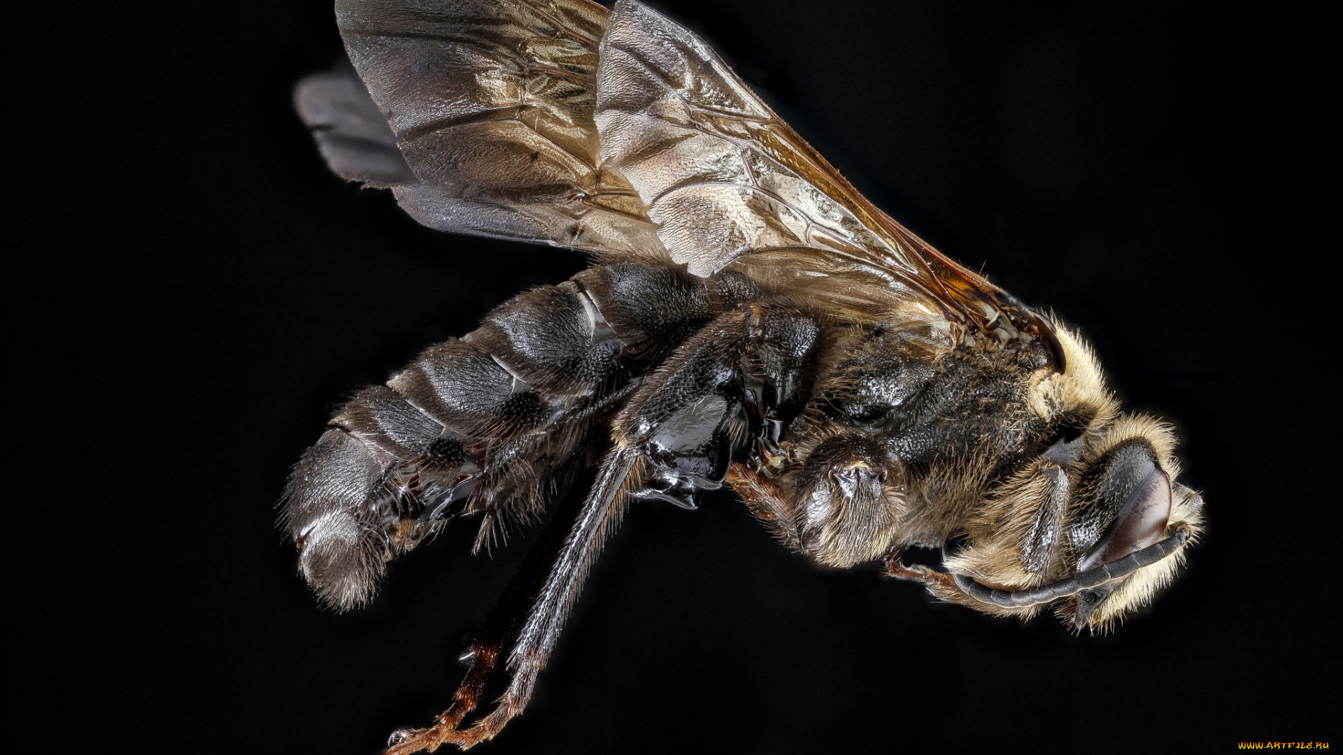 животные, пчелы, , осы, , шмели, макросъемка, насекомое