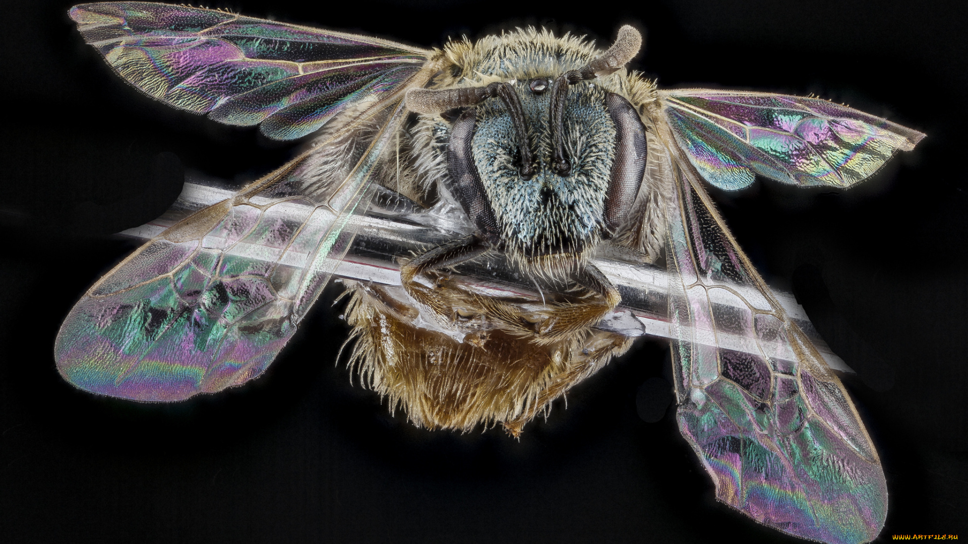 животные, пчелы, , осы, , шмели, макросъемка, насекомое