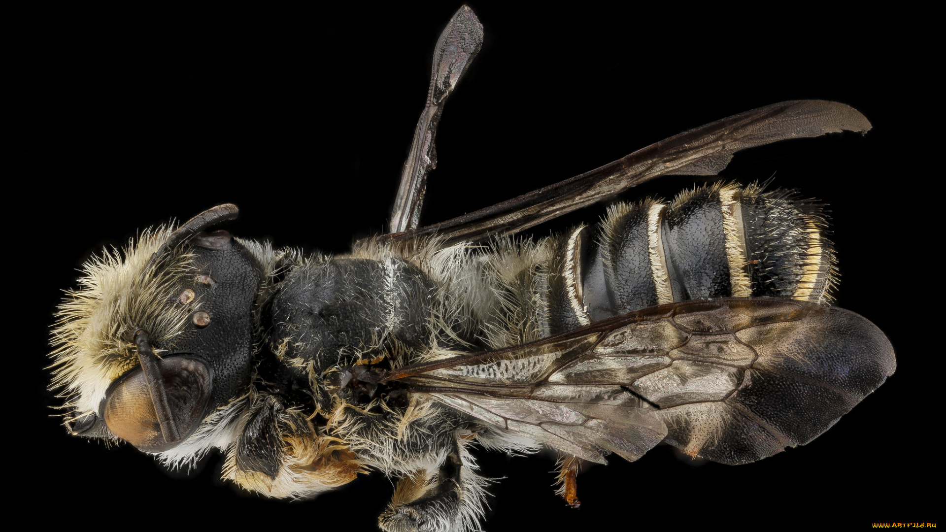 животные, пчелы, , осы, , шмели, макросъемка, насекомое