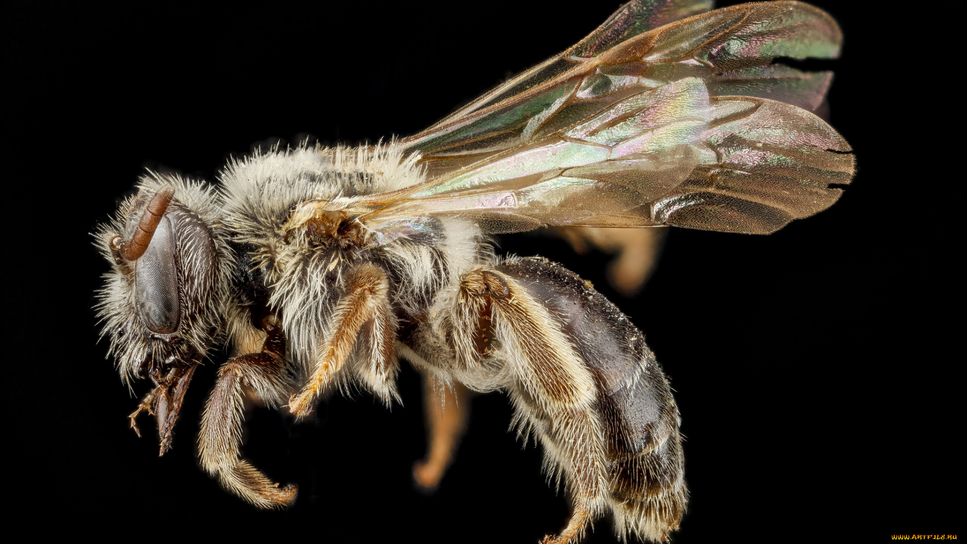 животные, пчелы, , осы, , шмели, макросъемка, насекомое