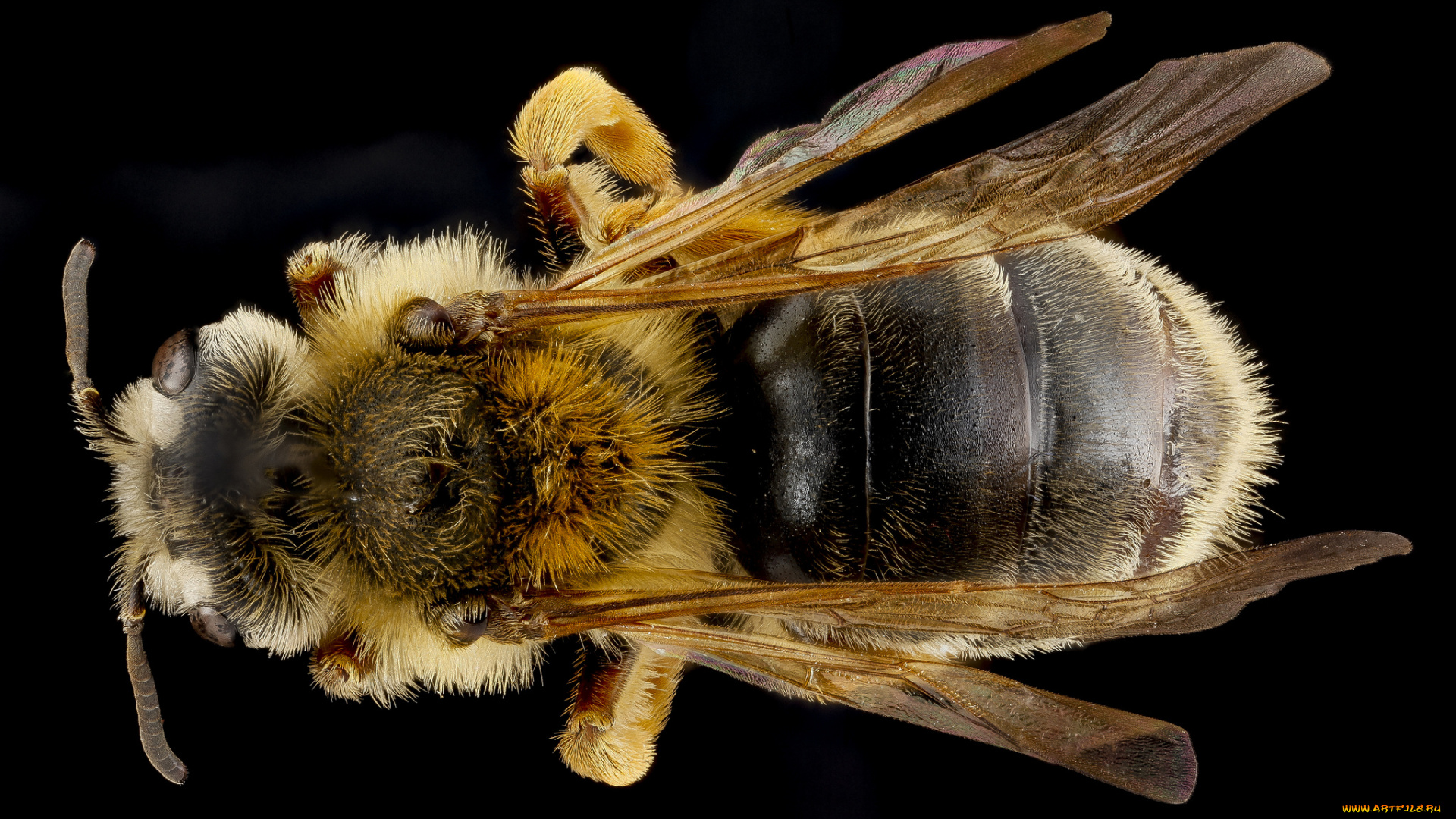 животные, пчелы, , осы, , шмели, макросъемка, насекомое