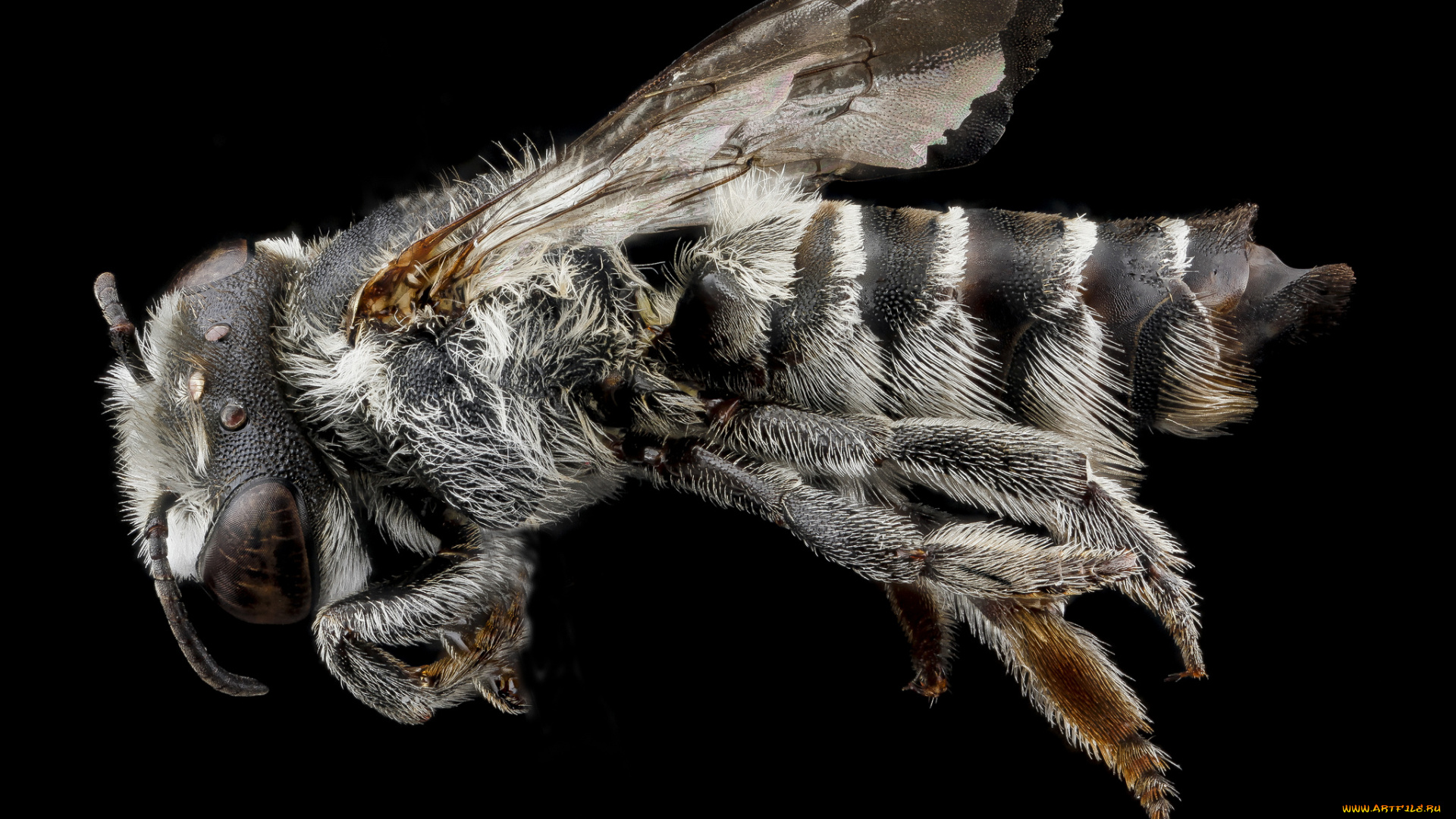 животные, пчелы, , осы, , шмели, макросъемка, насекомое