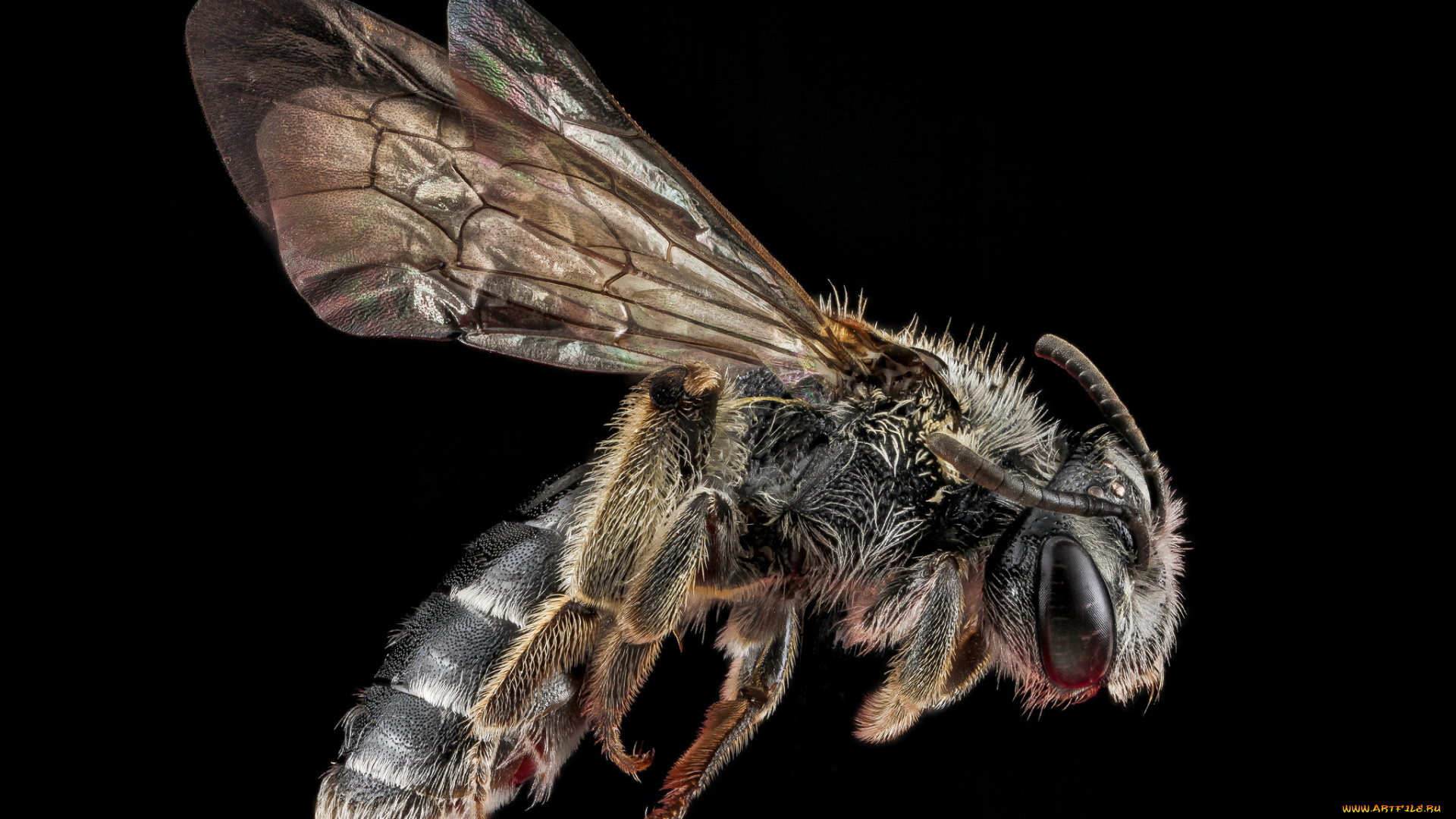 животные, пчелы, , осы, , шмели, насекомое, макросъемка