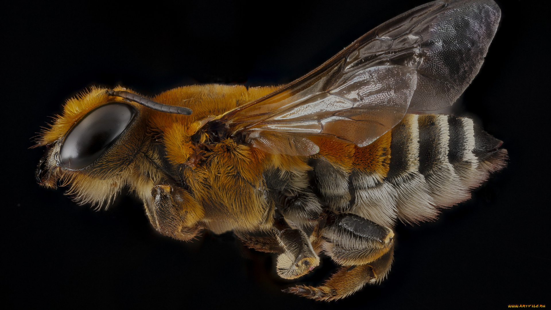 животные, пчелы, , осы, , шмели, насекомое, макросъемка