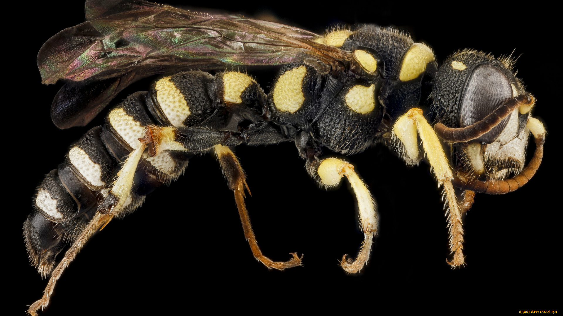 животные, пчелы, , осы, , шмели, насекомое, макросъемка