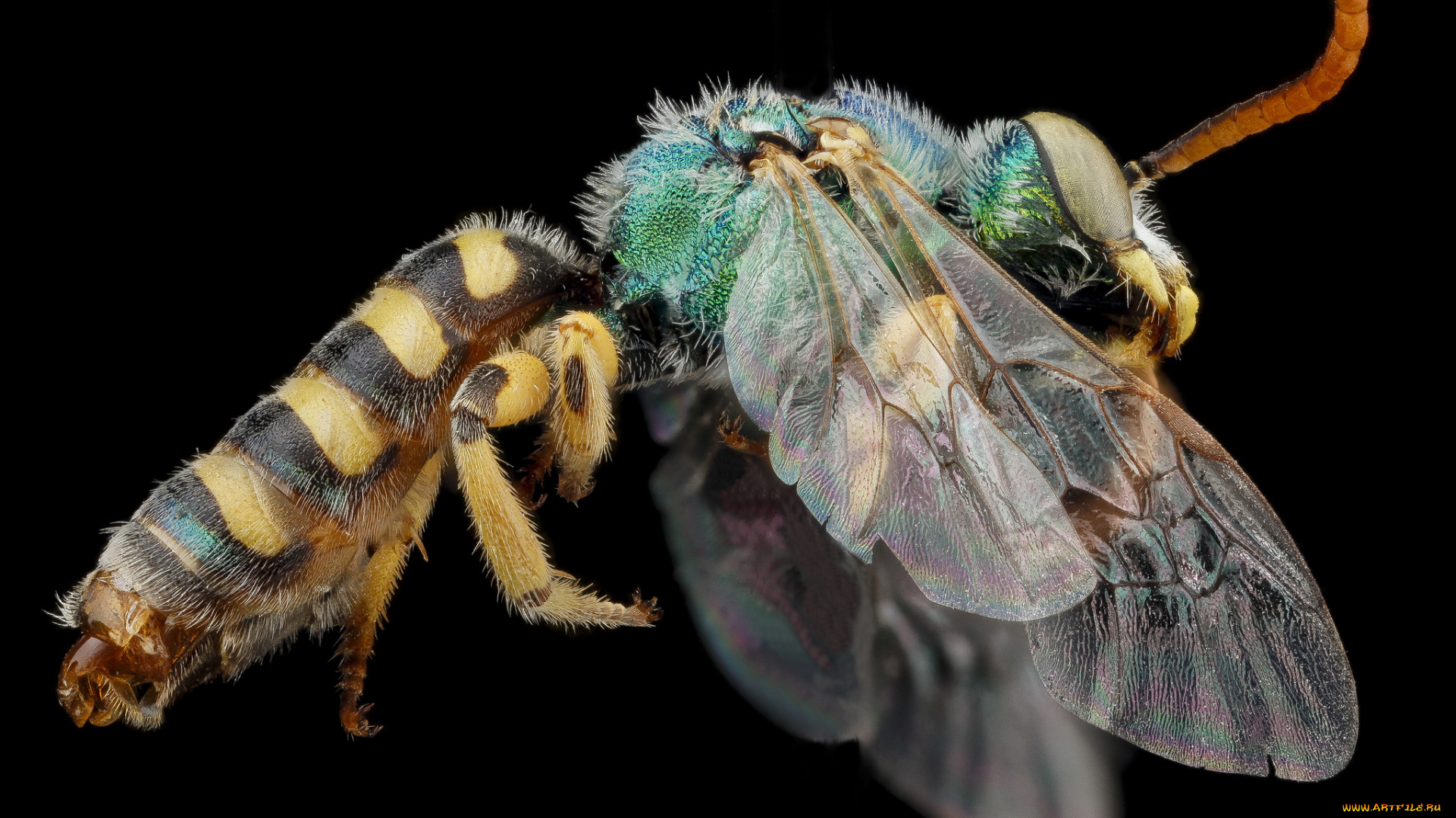 животные, пчелы, , осы, , шмели, насекомое, макросъемка