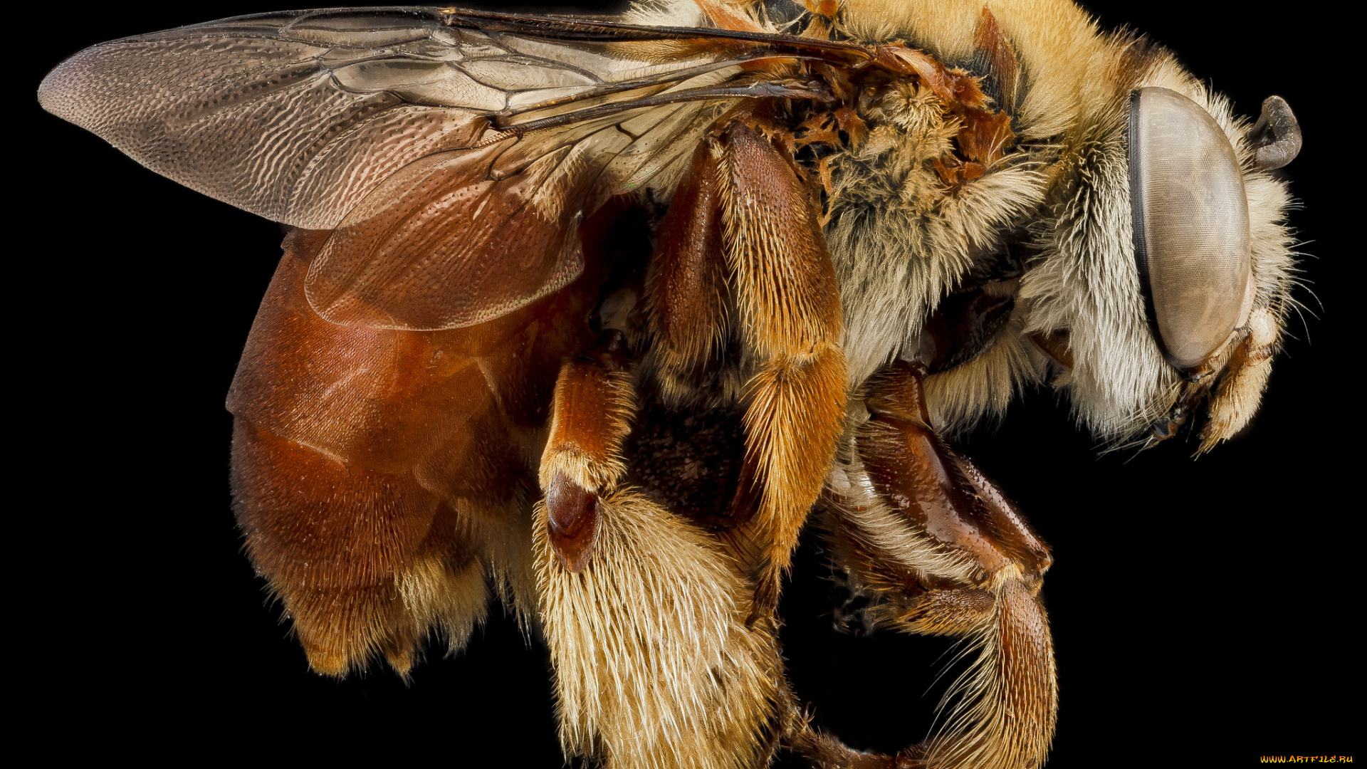 животные, пчелы, , осы, , шмели, насекомое, макросъемка