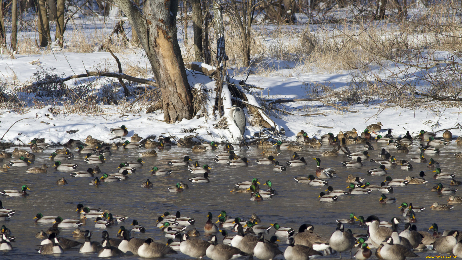 животные, утки, озеро, природа, снег, стая, плавают