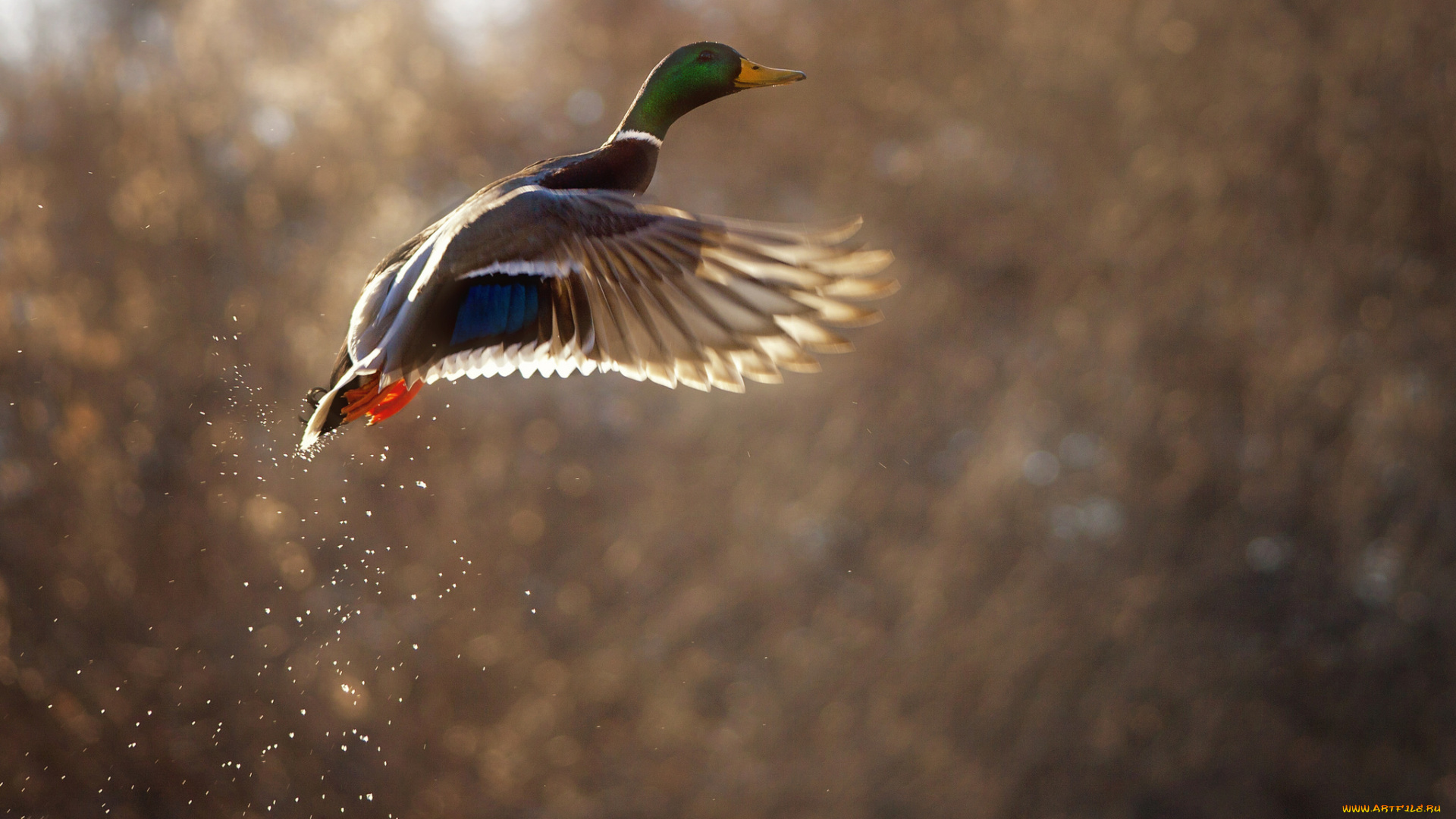 животные, утки, утка, полёт, брызги