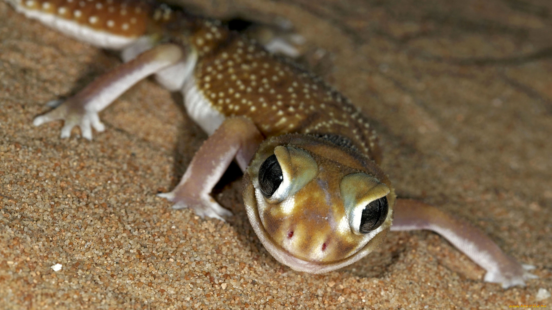 животные, Ящерицы, , игуаны, , вараны, хладнокровное, взгляд, глаза