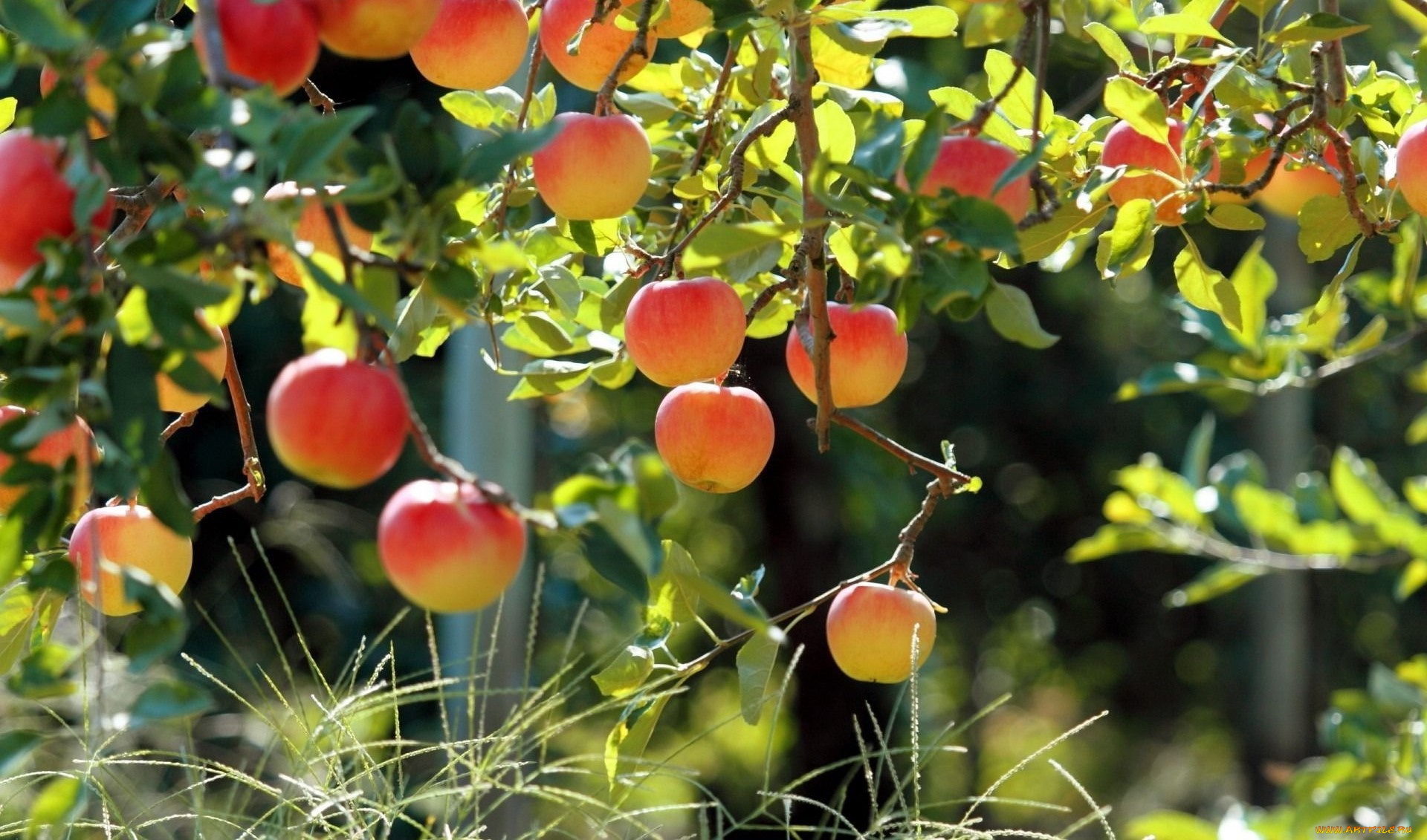 природа, плоды, ветки