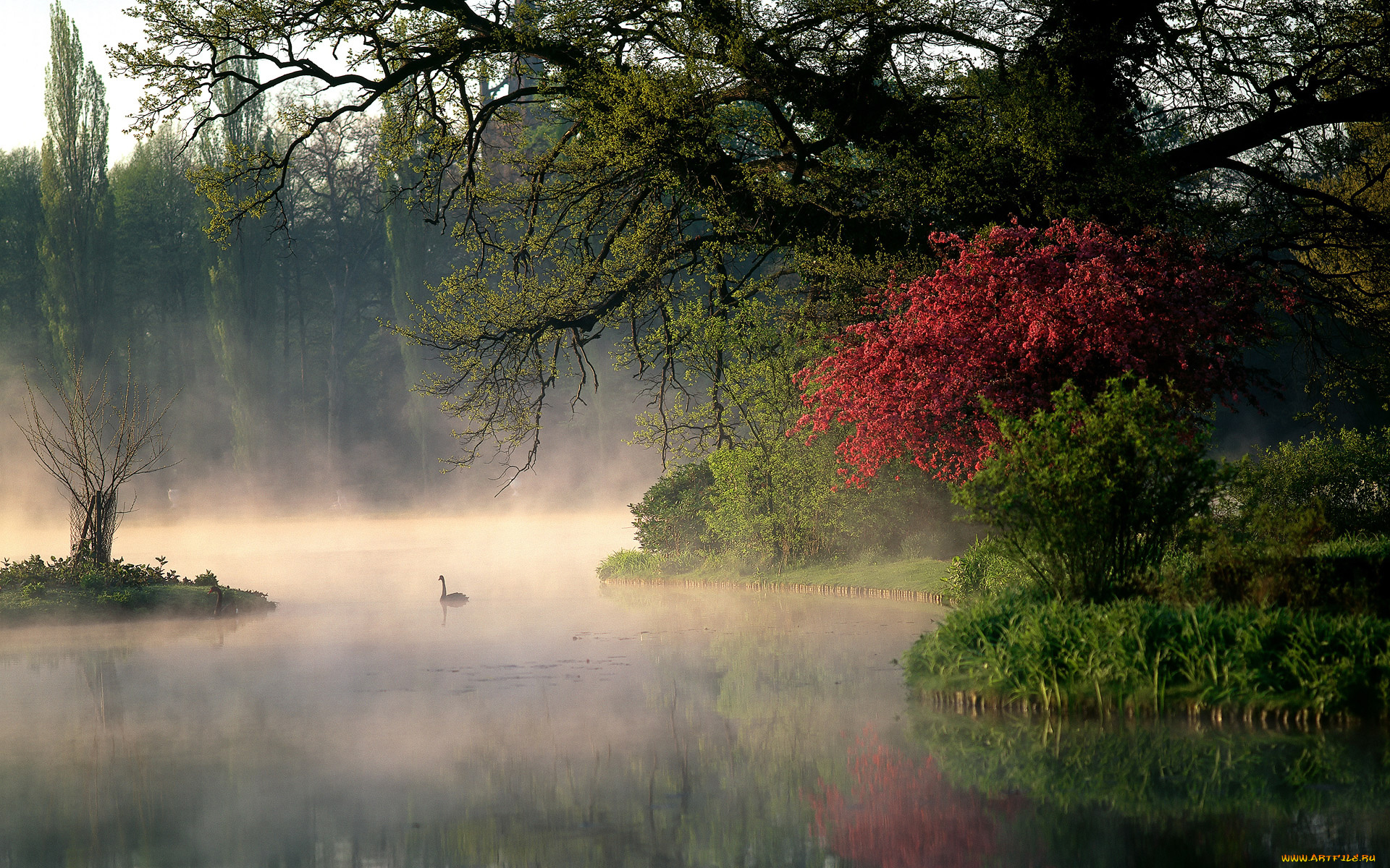 природа, реки, озера, лебеди, кусты, пар, река, утро, деревья, парк, германия