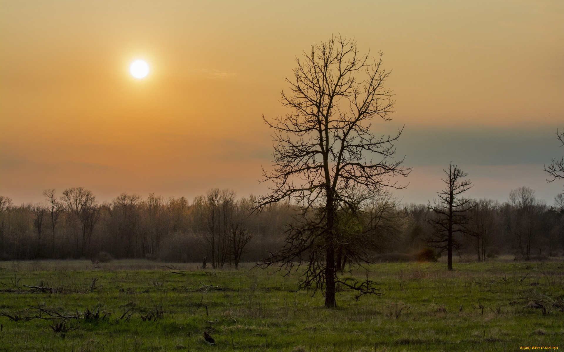 природа, восходы, закаты, деревья, лес, весна, зелень, трава, дерево, ранняя, утро