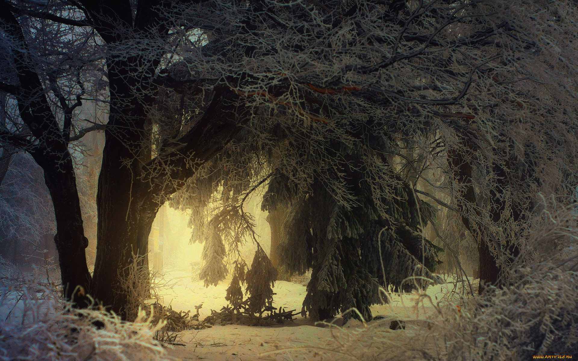 природа, зима, деревья, иней