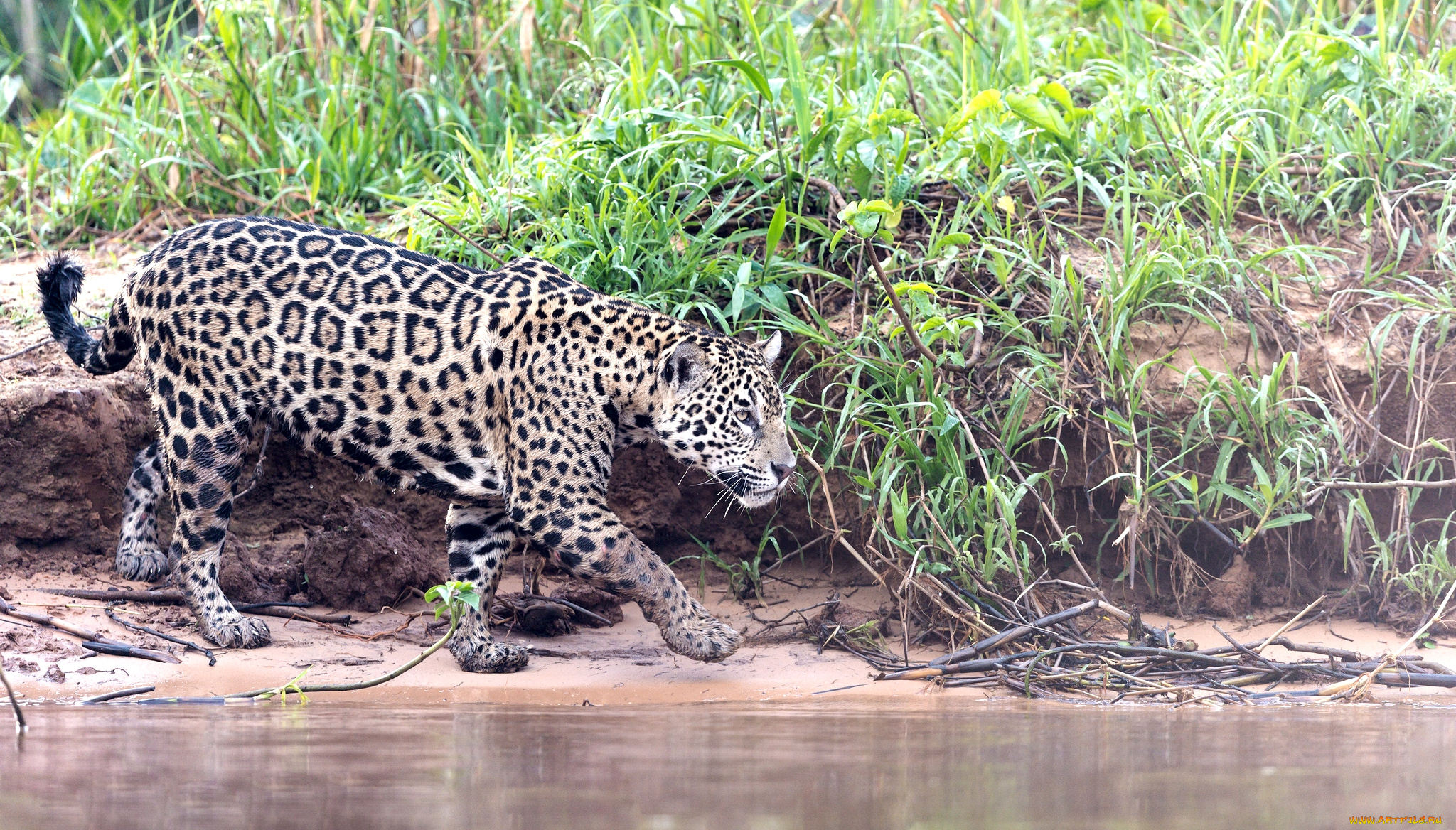 животные, Ягуары, кошка