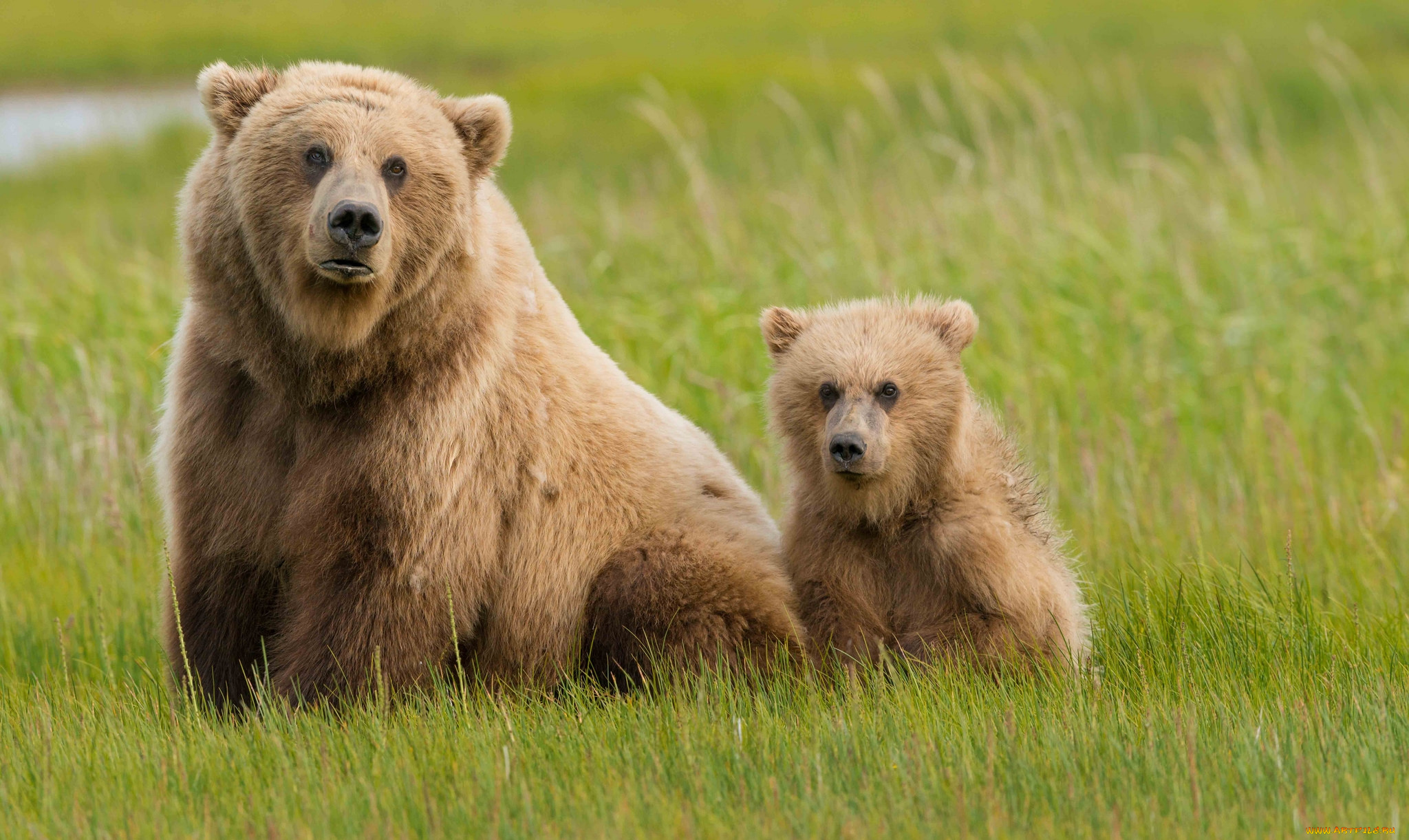 животные, медведи, мишка