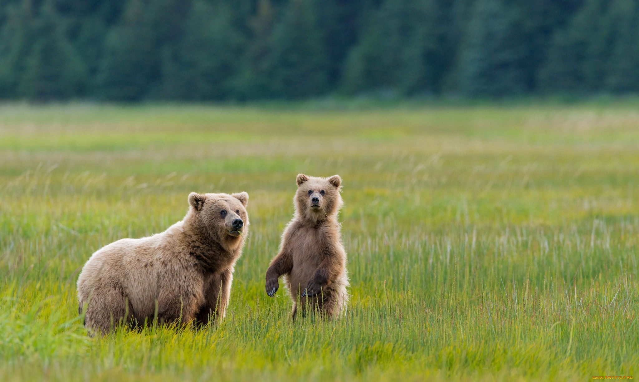 животные, медведи, мишка