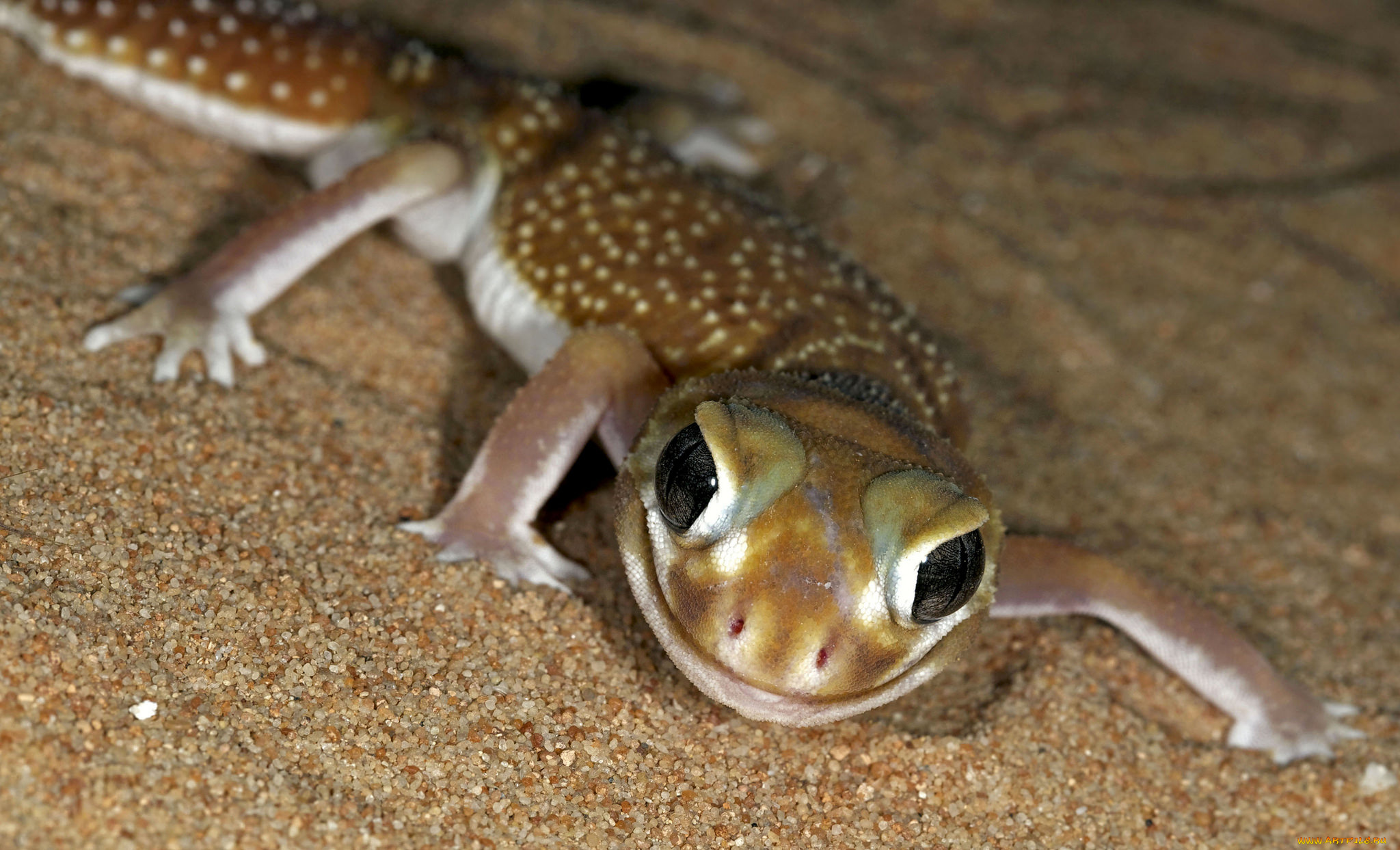 животные, Ящерицы, , игуаны, , вараны, хладнокровное, взгляд, глаза