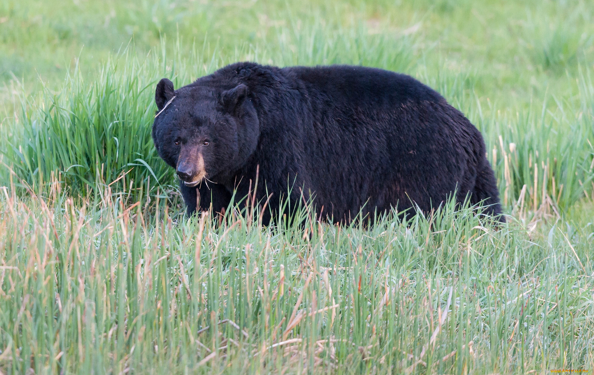 животные, медведи, черный