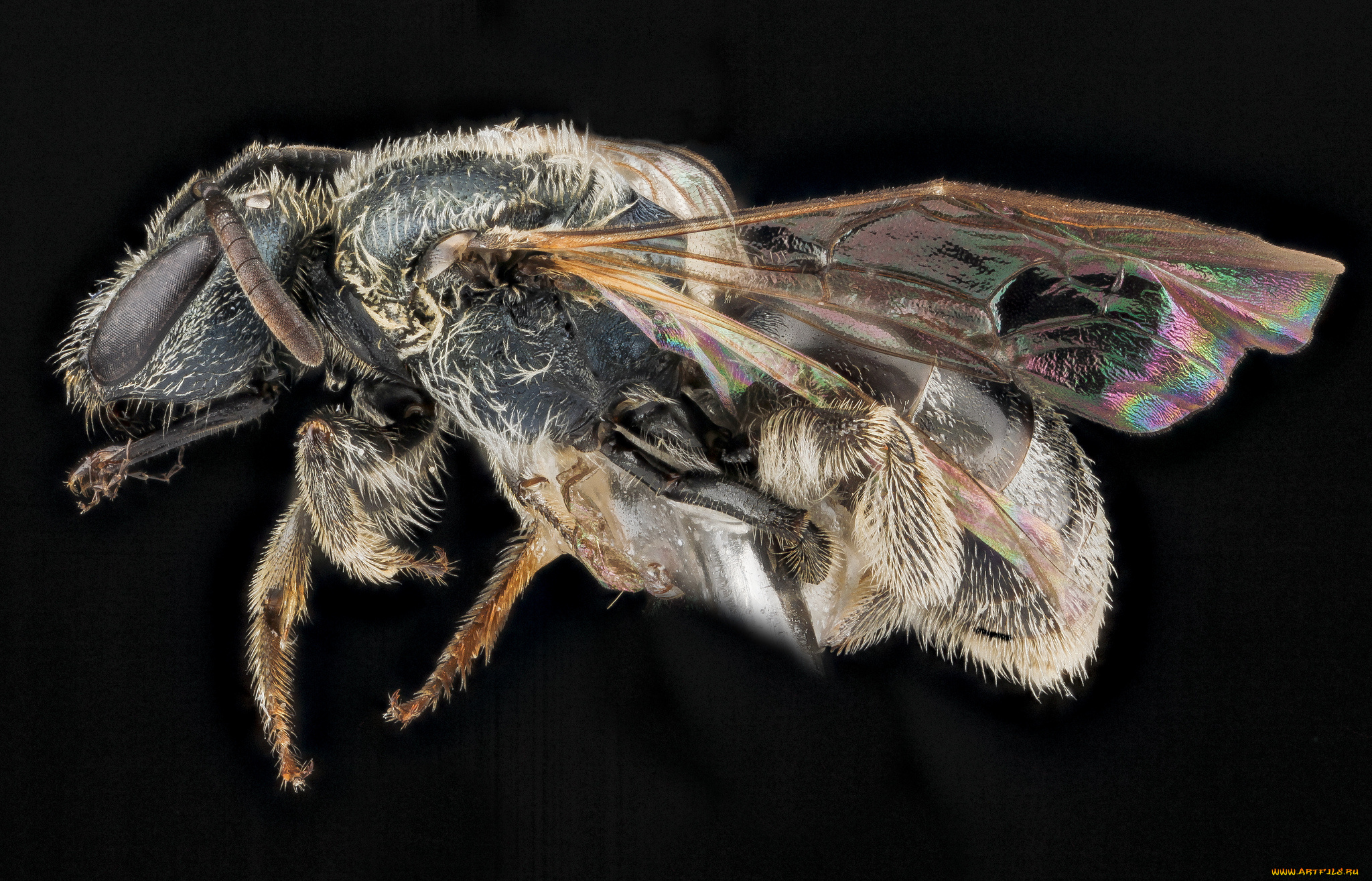 животные, пчелы, , осы, , шмели, насекомое, макросъемка