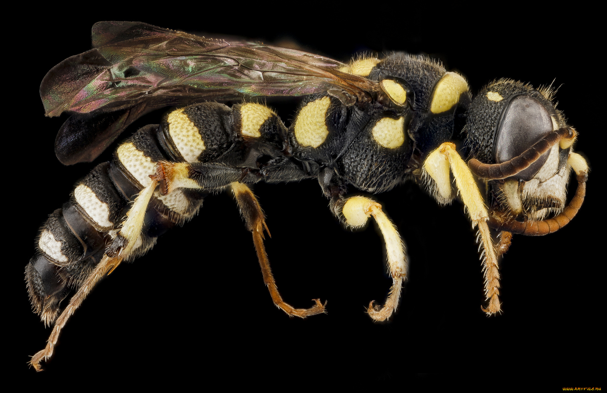 животные, пчелы, , осы, , шмели, насекомое, макросъемка