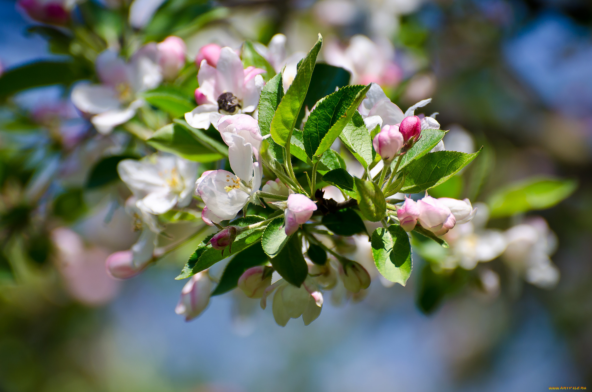 цветы, цветущие, деревья, , , кустарники, ветка, листья, сливы