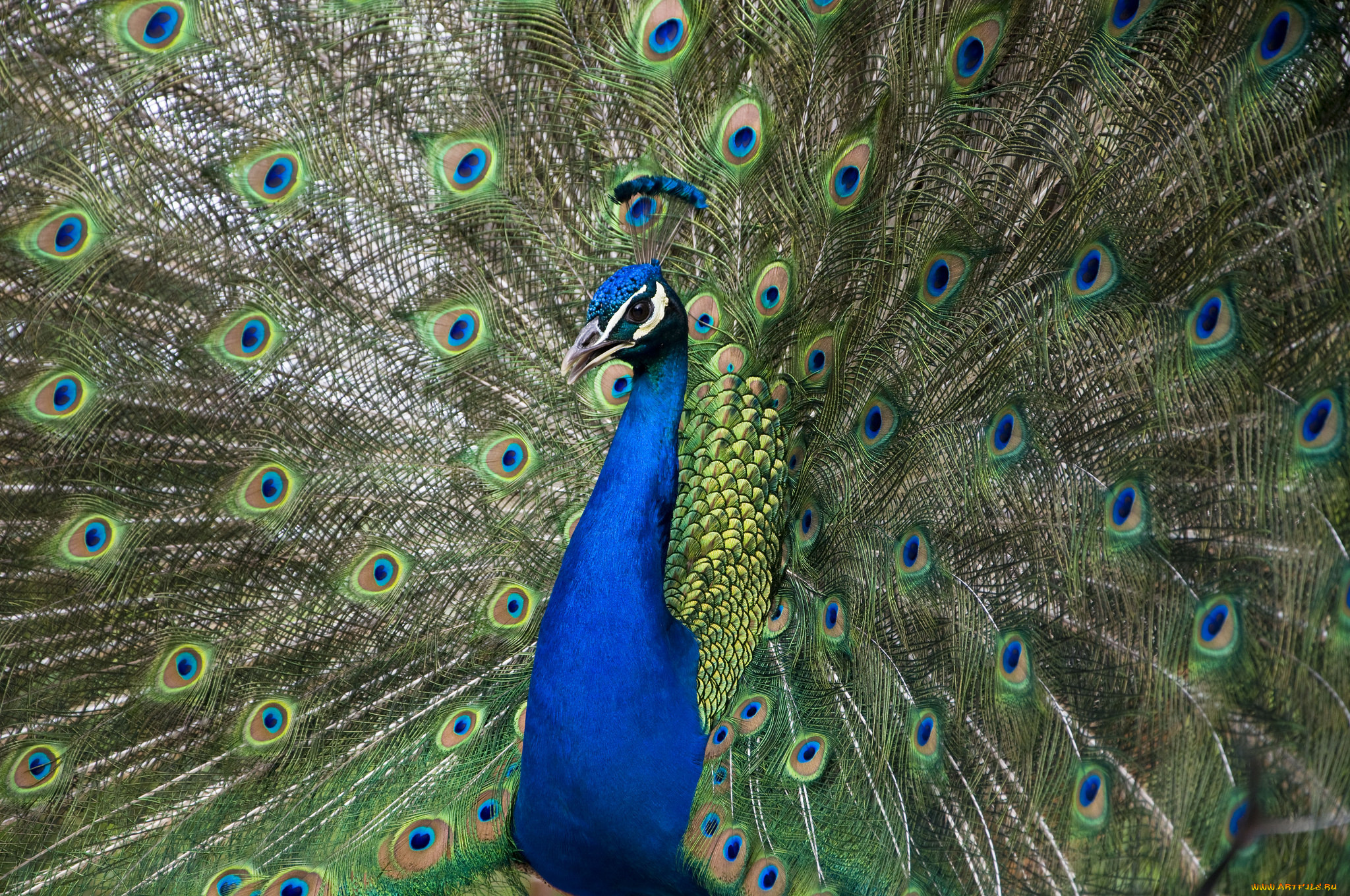 животные, павлины, павлин, окрас, цвета, перышки