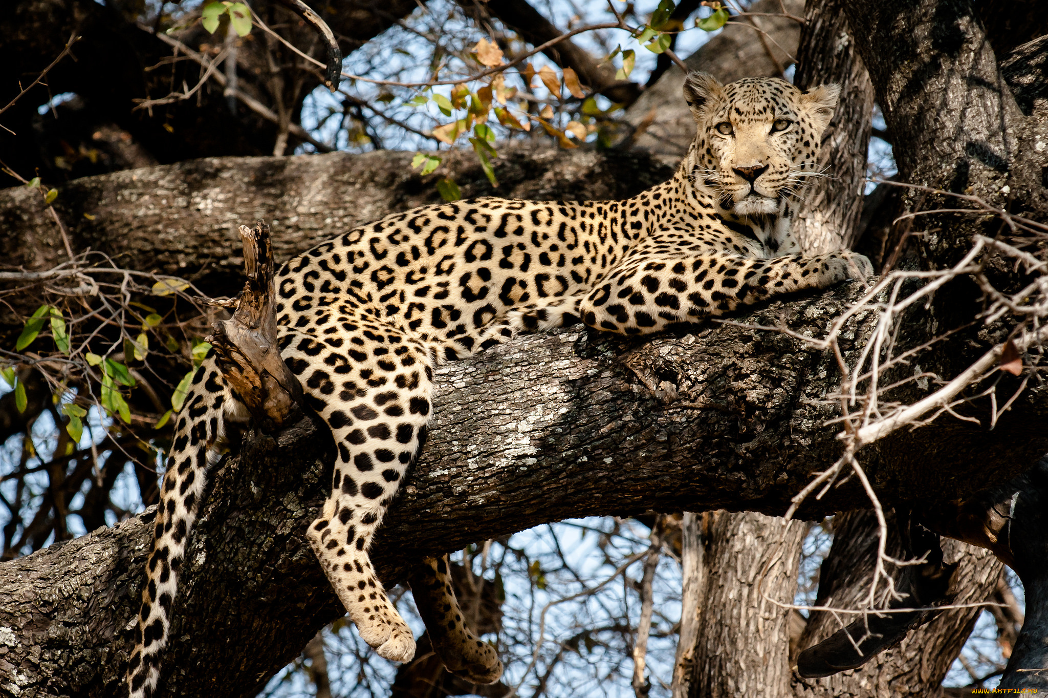 животные, леопарды, дерево, леопард