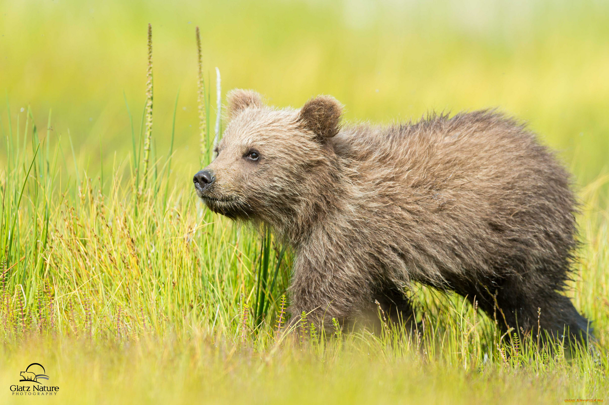 животные, медведи, мишка