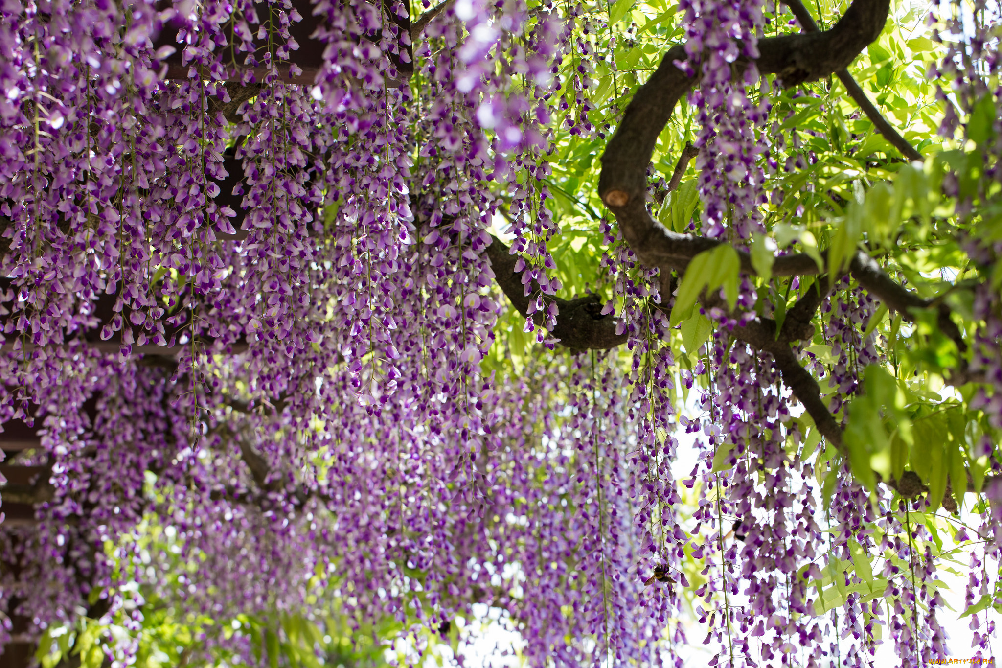 цветы, глициния, цветение