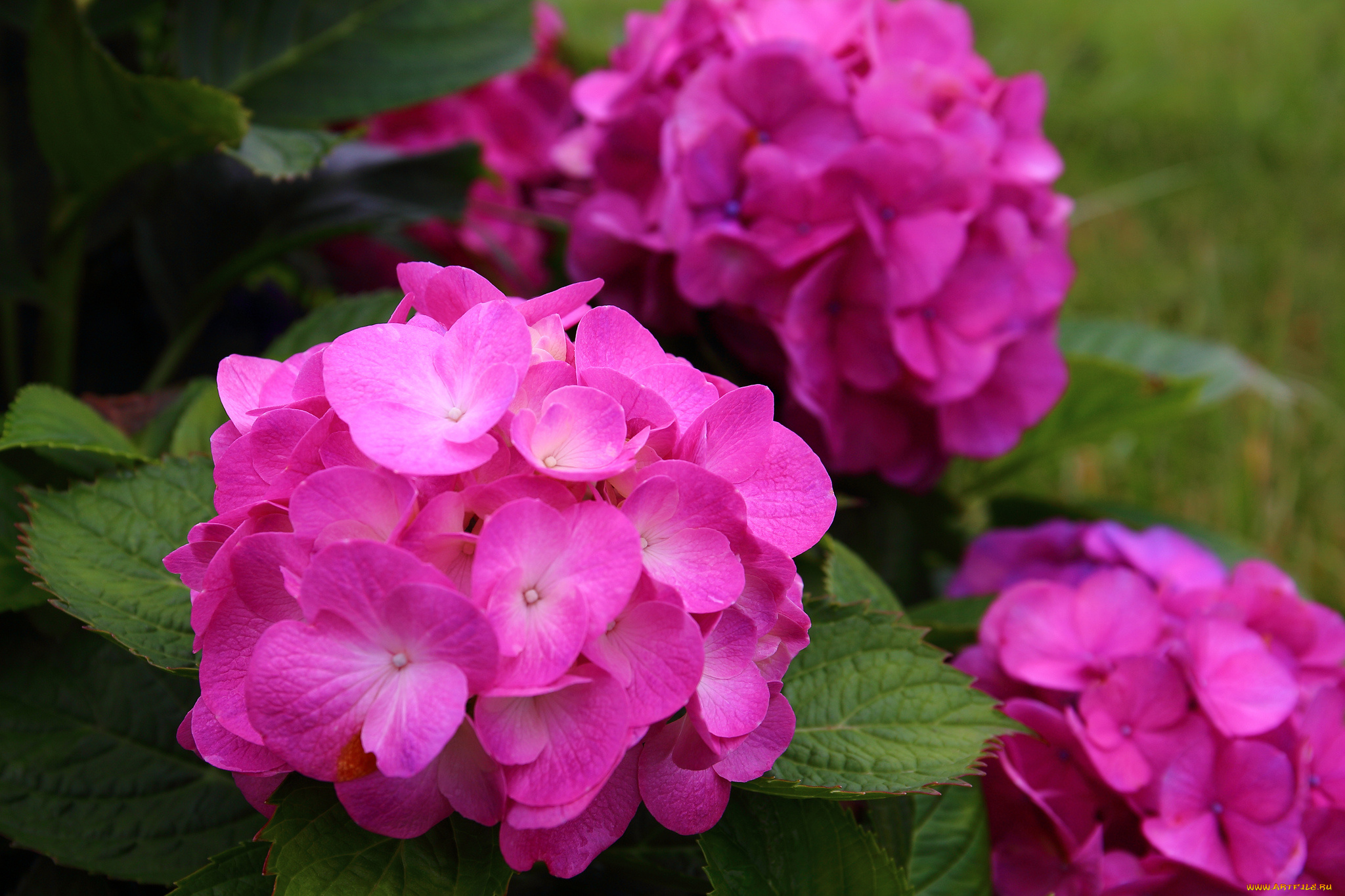 цветы, гортензия, цветение, розовая