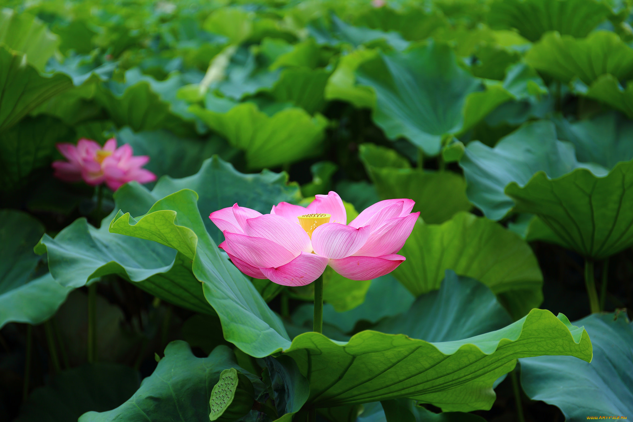 цветы, лотосы, листья, лотос, розовый