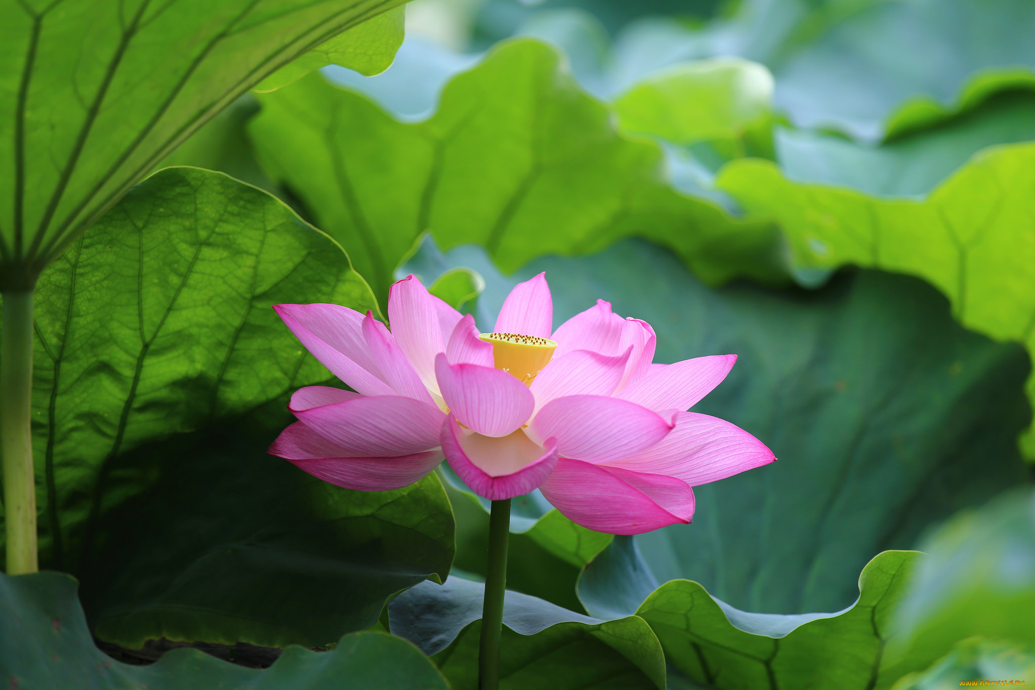 цветы, лотосы, листья, лотос, розовый