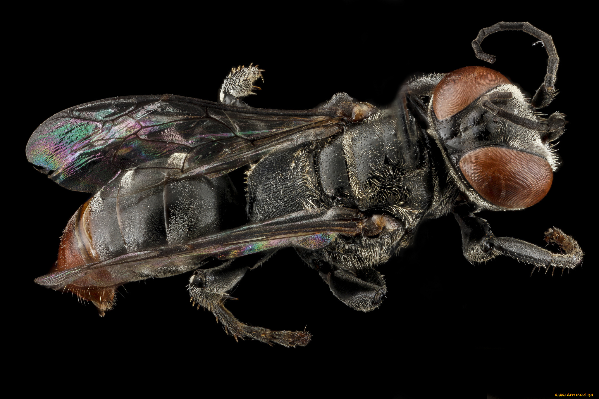 животные, насекомые, макросъемка, насекомое