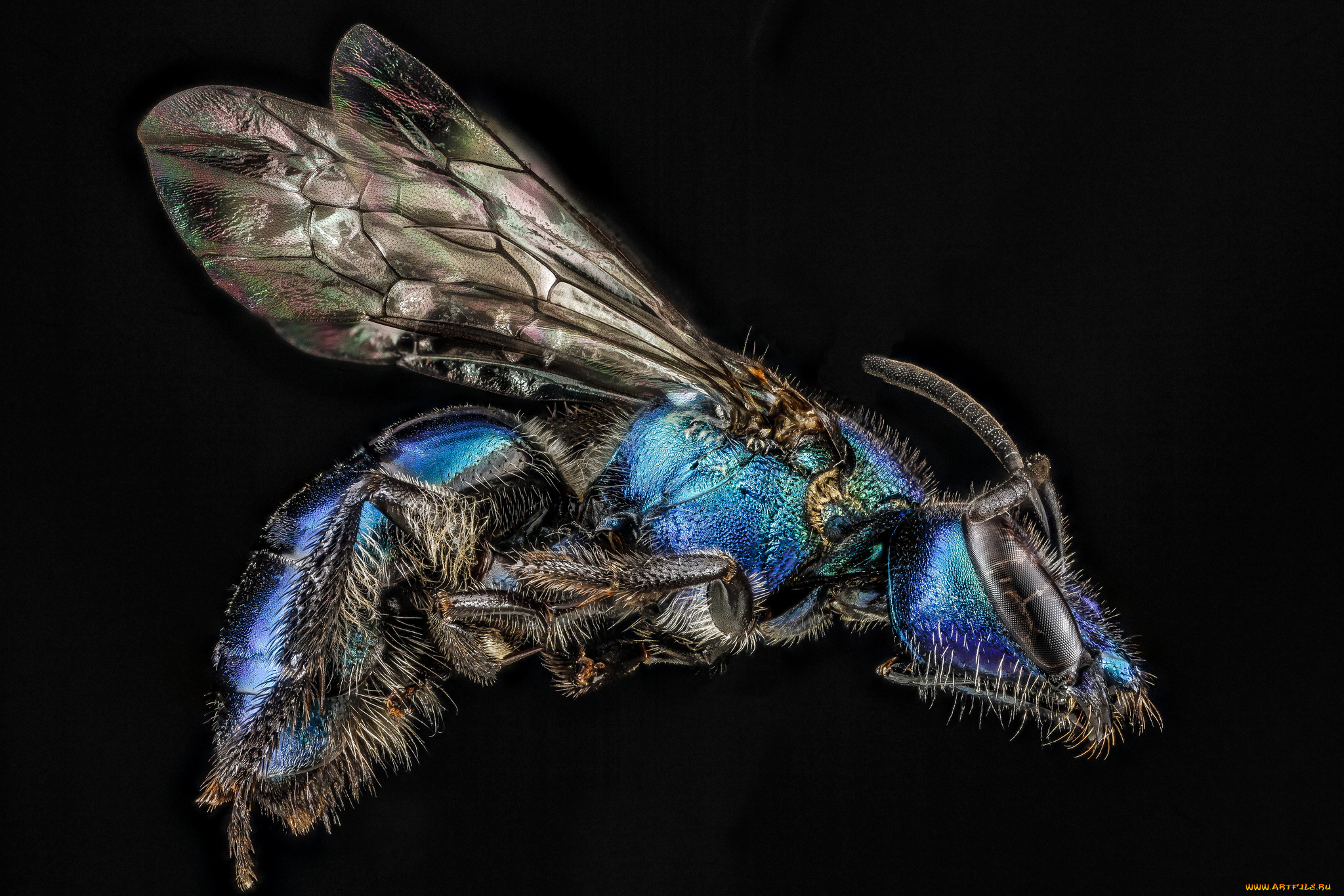 животные, пчелы, , осы, , шмели, макросъемка, насекомое