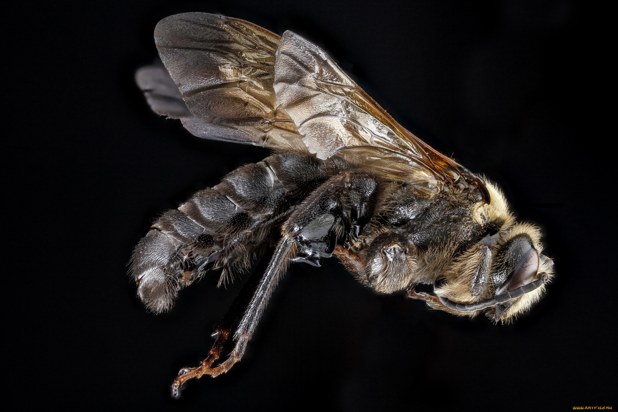 животные, пчелы, , осы, , шмели, макросъемка, насекомое