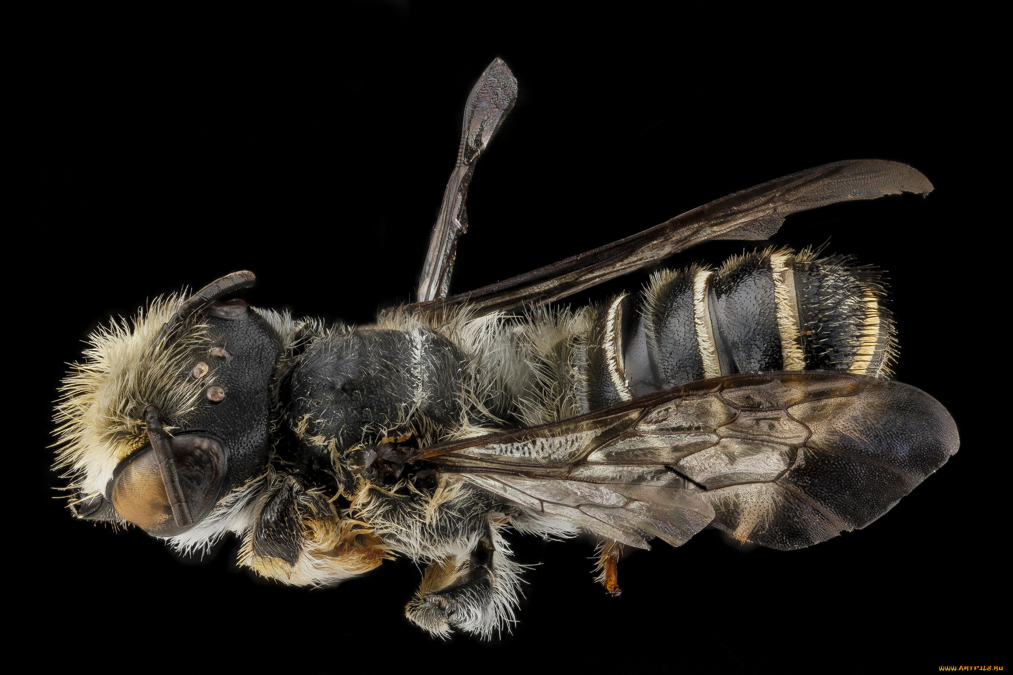 животные, пчелы, , осы, , шмели, макросъемка, насекомое